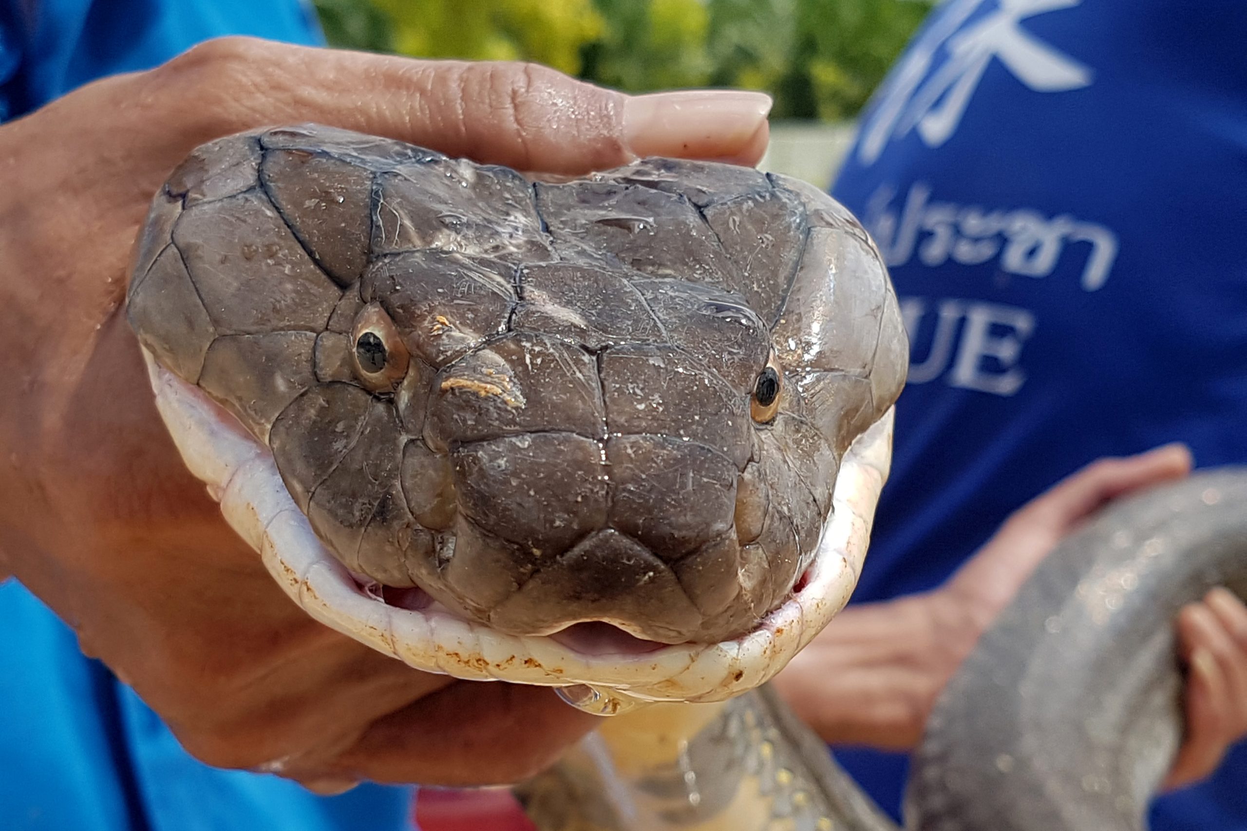 Uma cobra-real de quatro metros foi resgatada de um esgoto na Tailândia