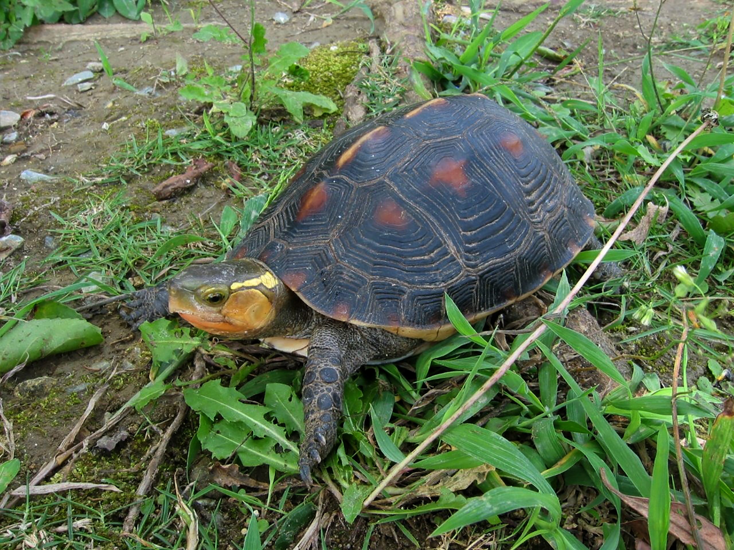 Japão. Mais de 60 tartarugas em perigo de extinção desaparecem de jardim zoológico em Okinawa