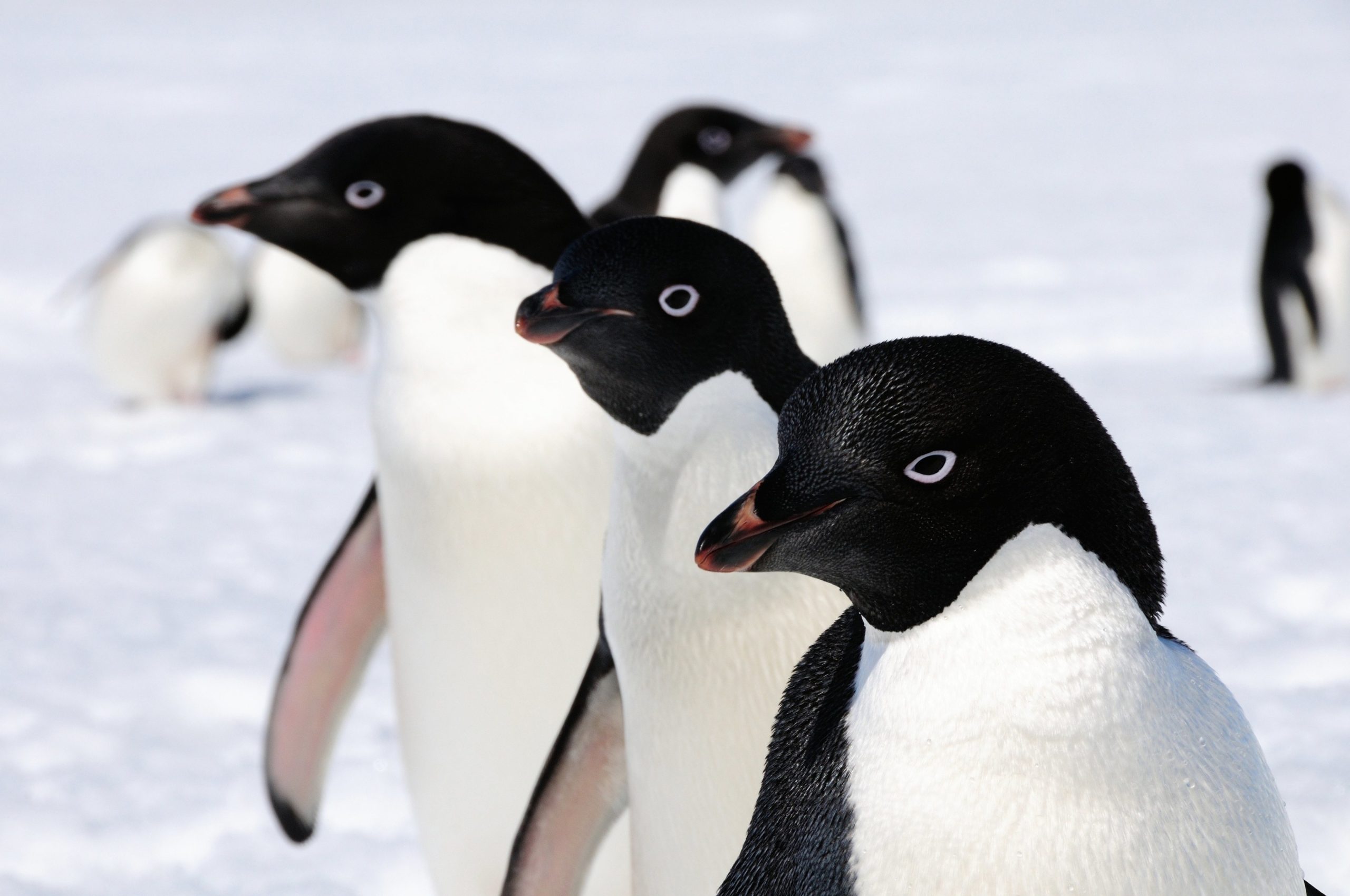 Glaciares antárticos “escondem” 1,5 milhões de pinguins