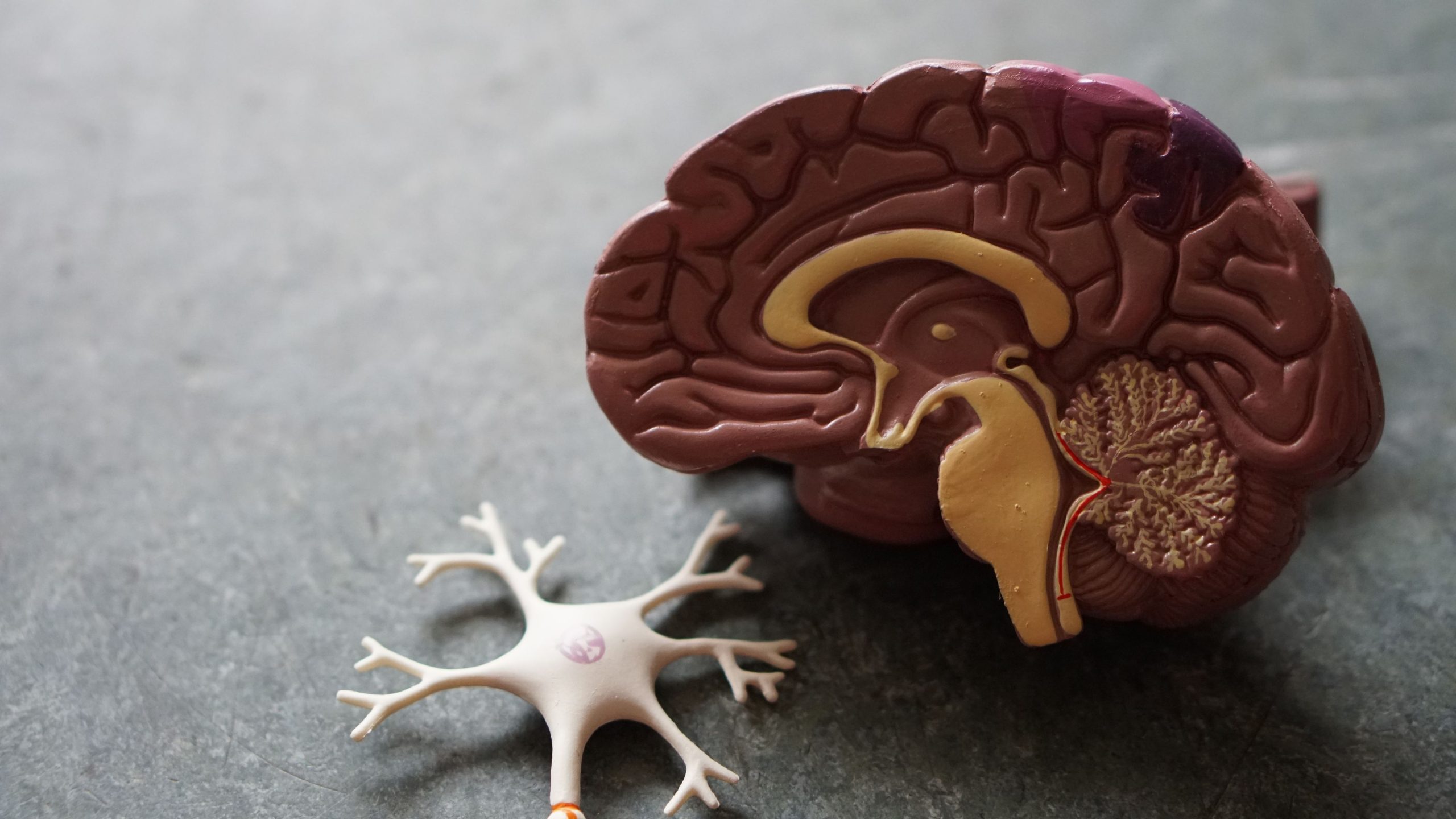 Adolescência prolonga-se até aos 32 anos, revela novo estudo que identifica quatro idades-chave do cérebro