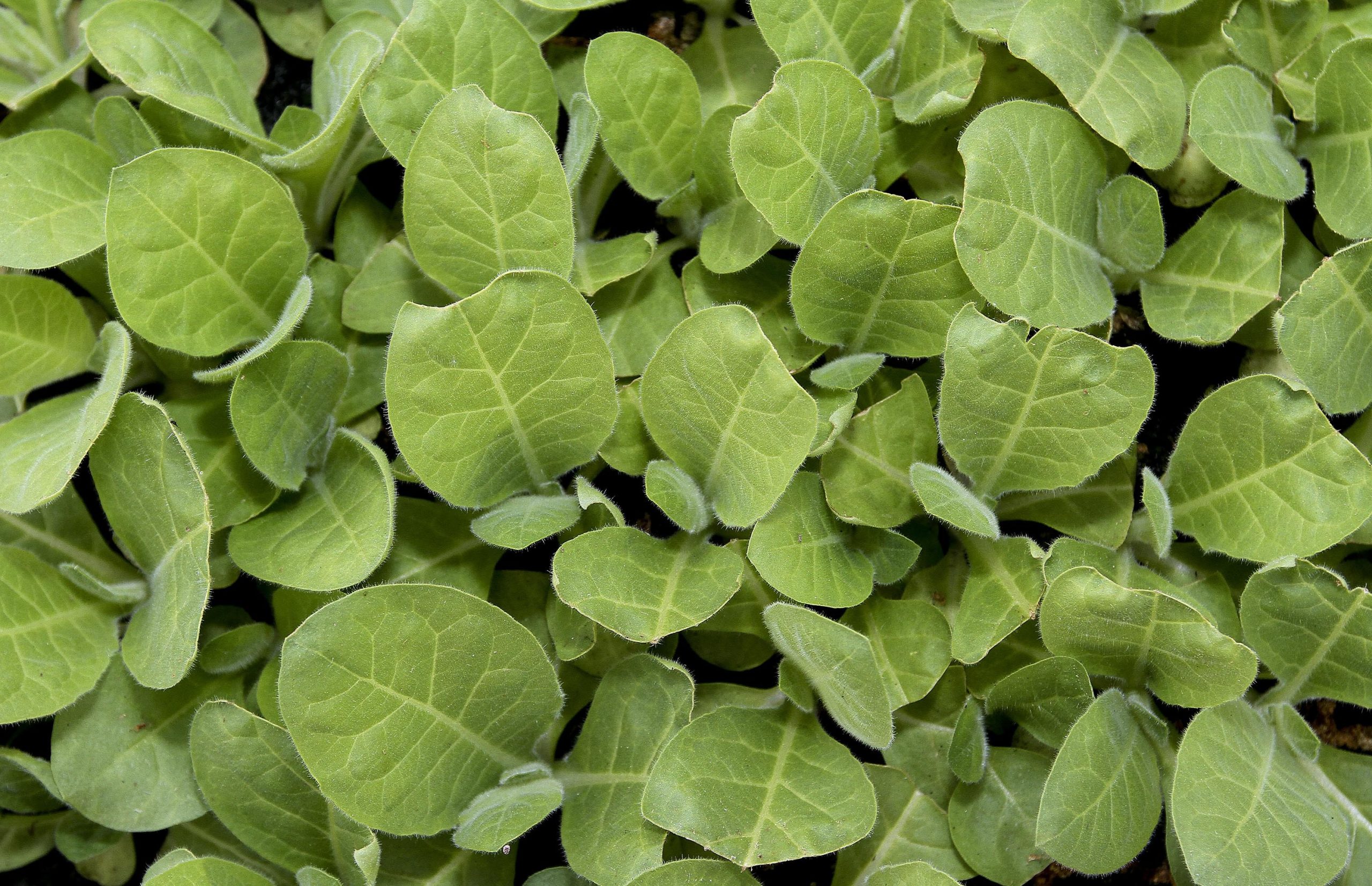 Plantas ‘colonizaram’ a Terra cem milhões de anos mais cedo do que se pensava