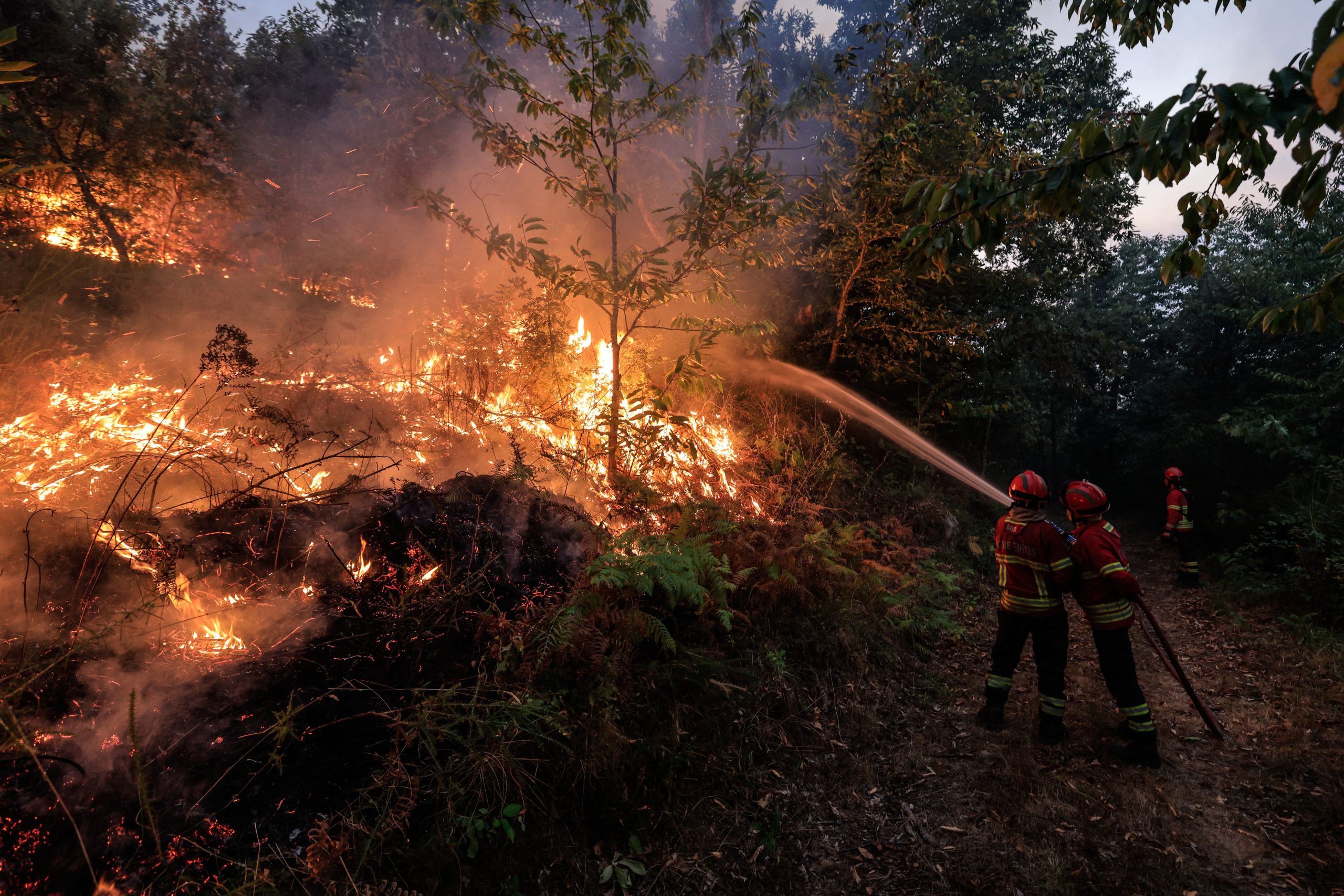 Ministro da Agricultura tem três meses para fazer plano de ação para a floresta