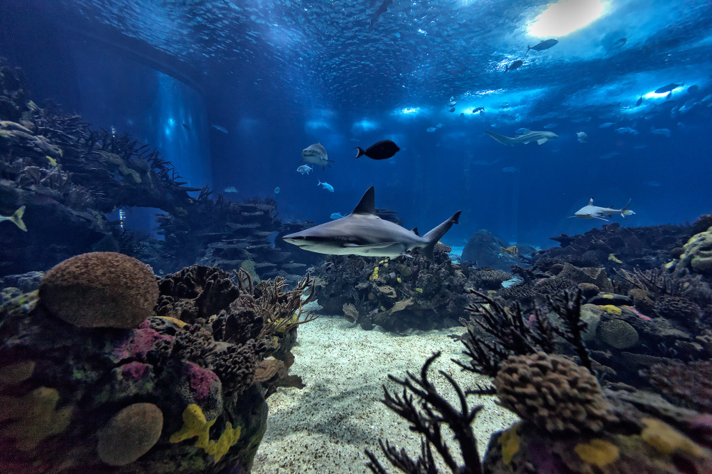 Oceanário de Lisboa abre campos de férias “Férias Debaixo de Água”