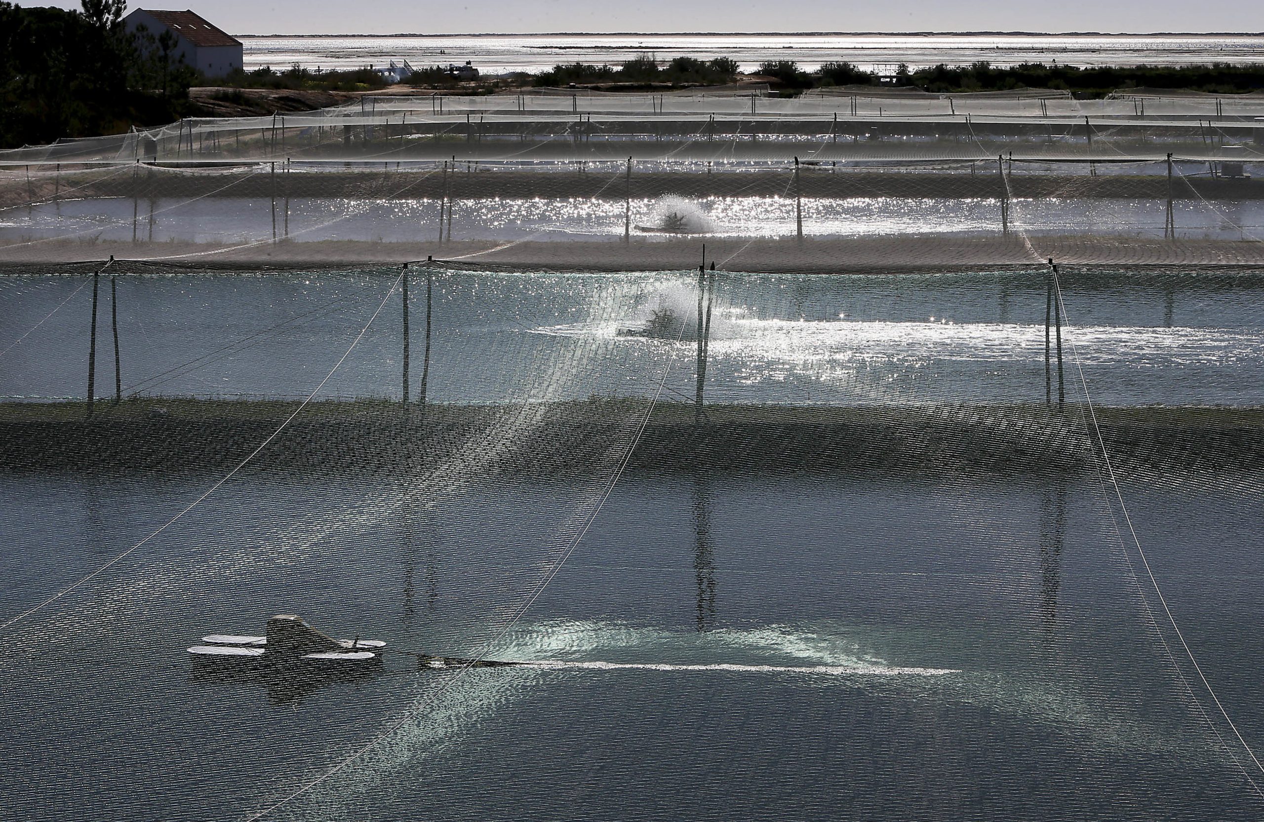 Investigadores querem legislação para evitar sofrimento de peixes de aquacultura