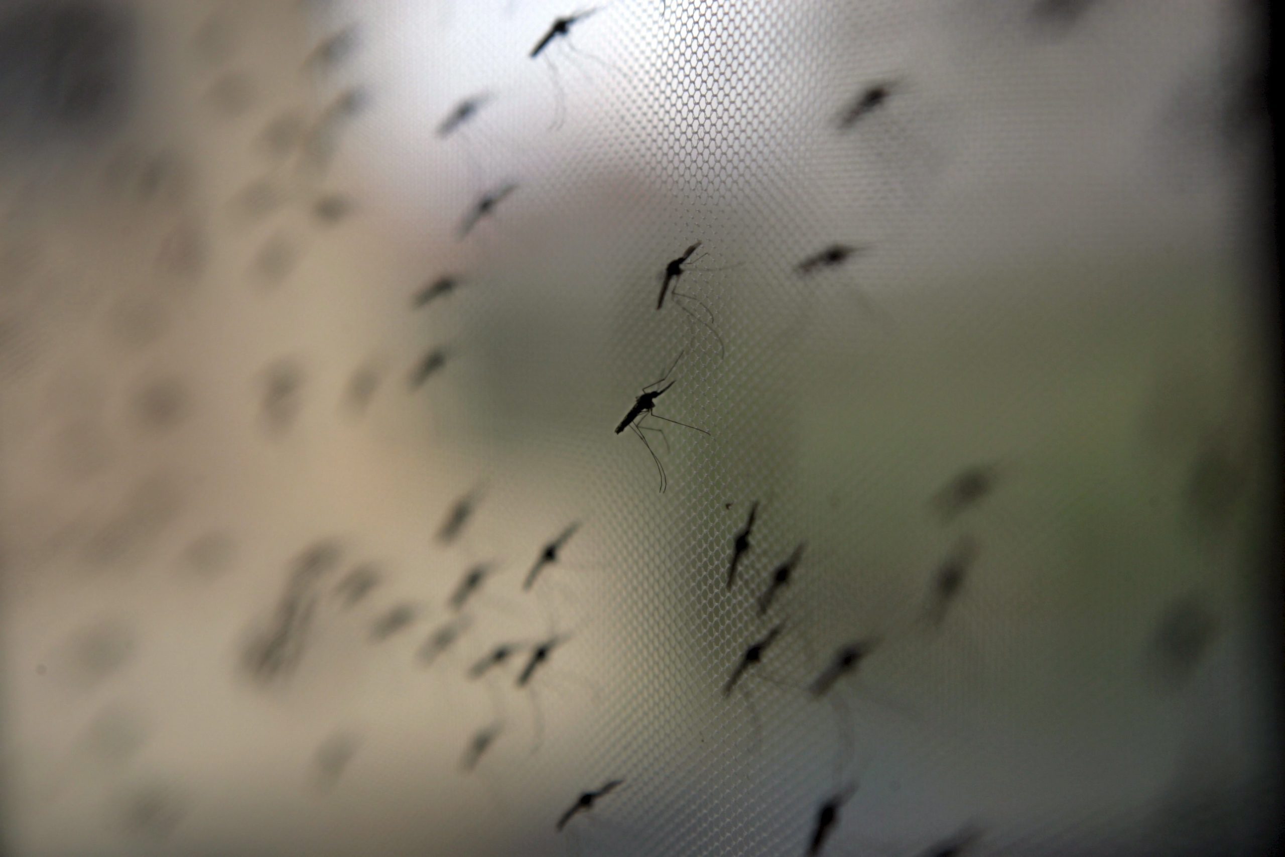 Fungo geneticamente modificado mata 99% do mosquito que transmite a malária, segundo um estudo