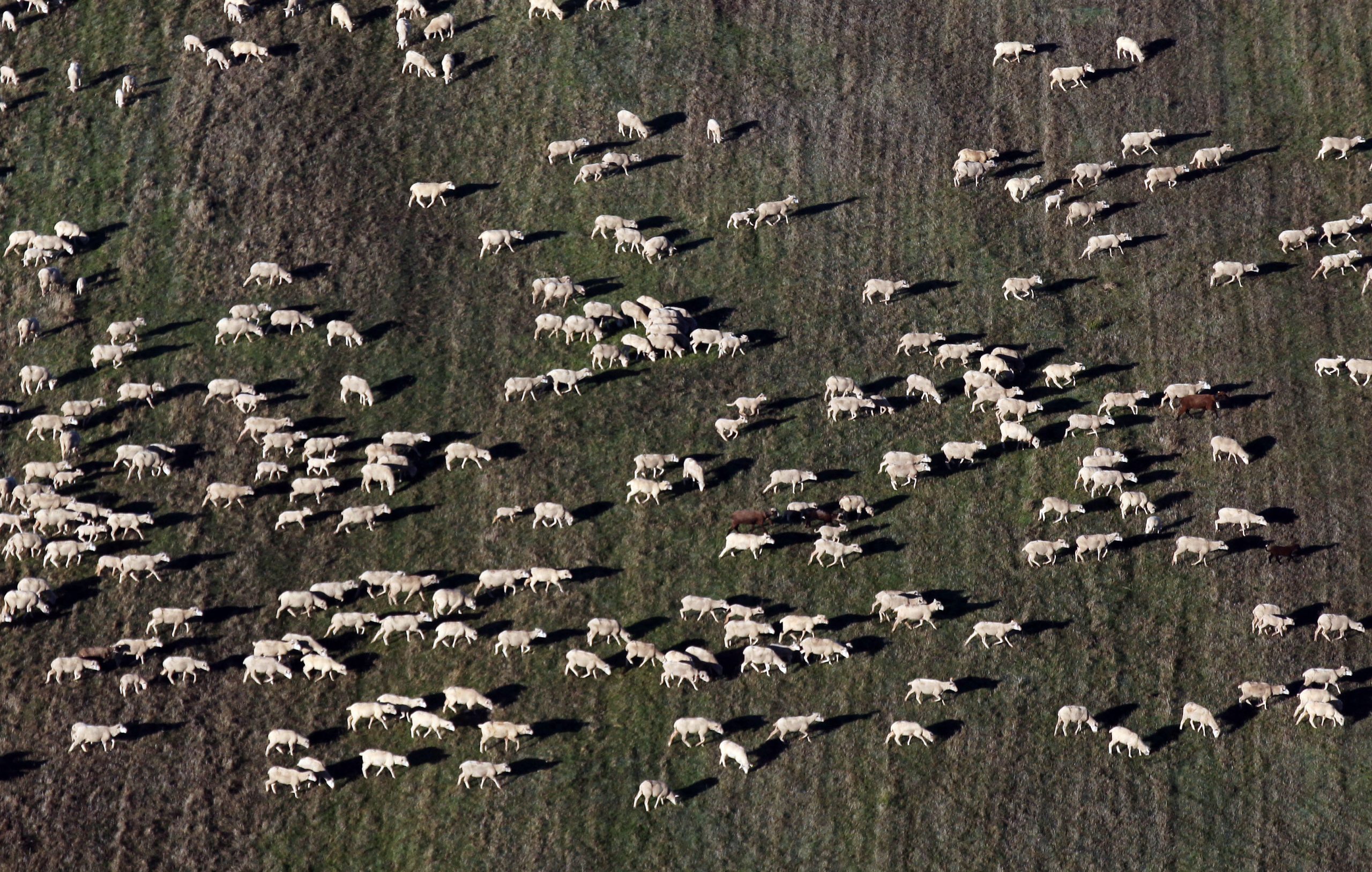 Dois homens foram detidos no Alentejo por furto de gado. Os animais foram apreendidos