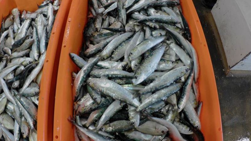 A partir de 2 de maio, abre a pesca da sardinha. Mas nos feriados nacionais continua proibida a captura e venda