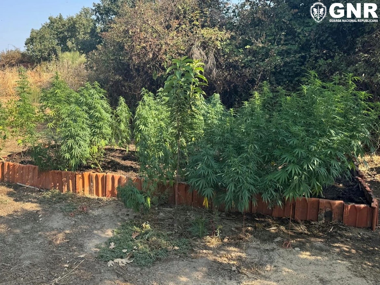 Homem detido em Penamacor por cultivo de canábis