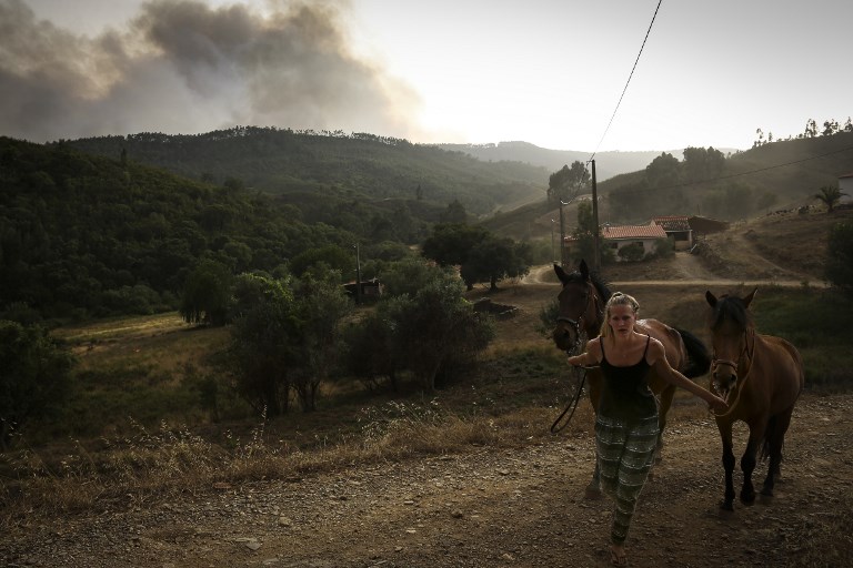 Incêndios. Mobilização dos veterinários ajudou a salvar animais em Monchique