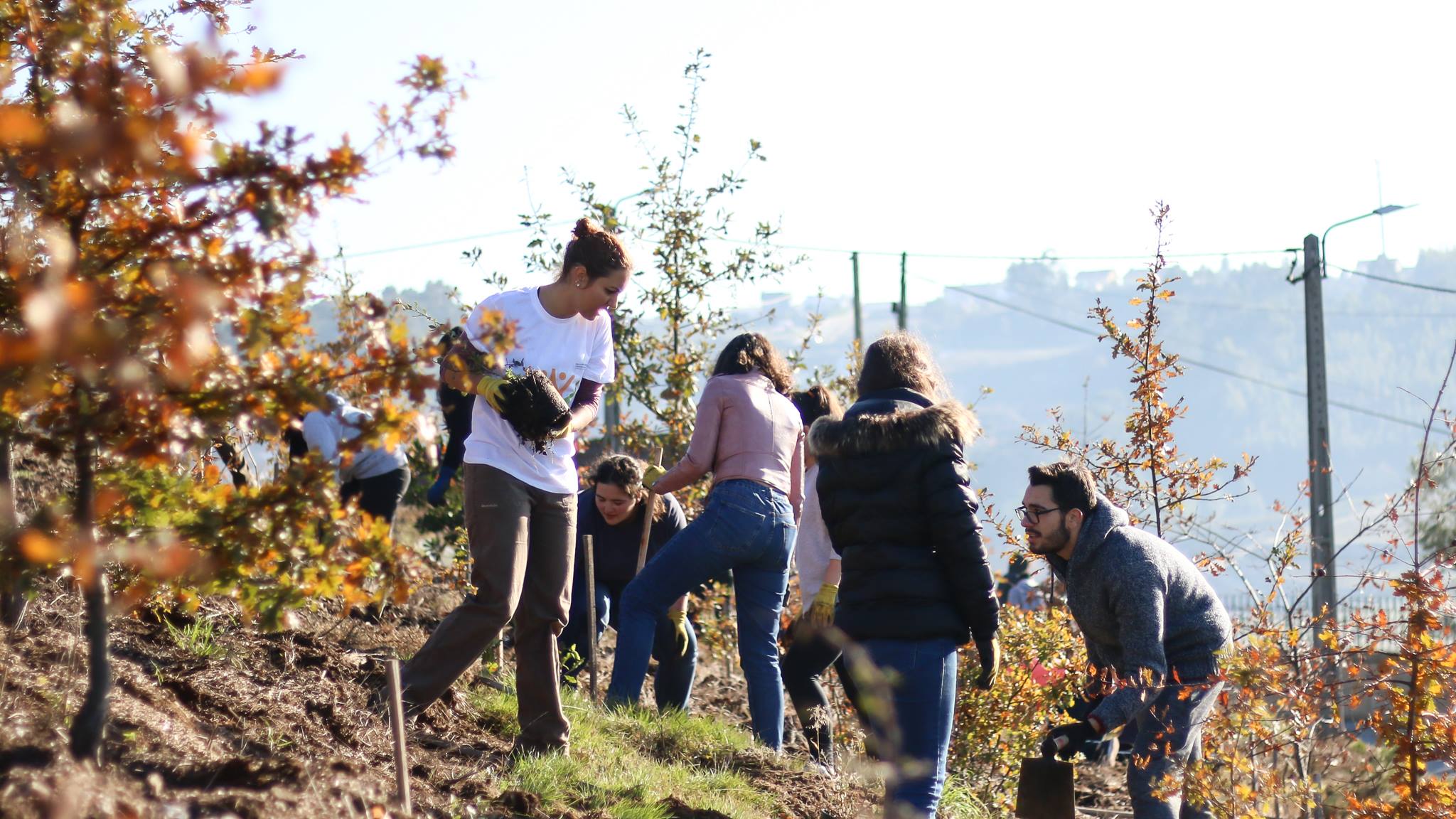 Universitários de Aveiro cuidam de duas mil árvores em casa para repovoar floresta