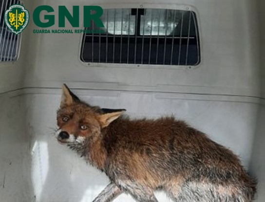Raposa resgatada pela GNR depois de ficar presa em reservatório de água