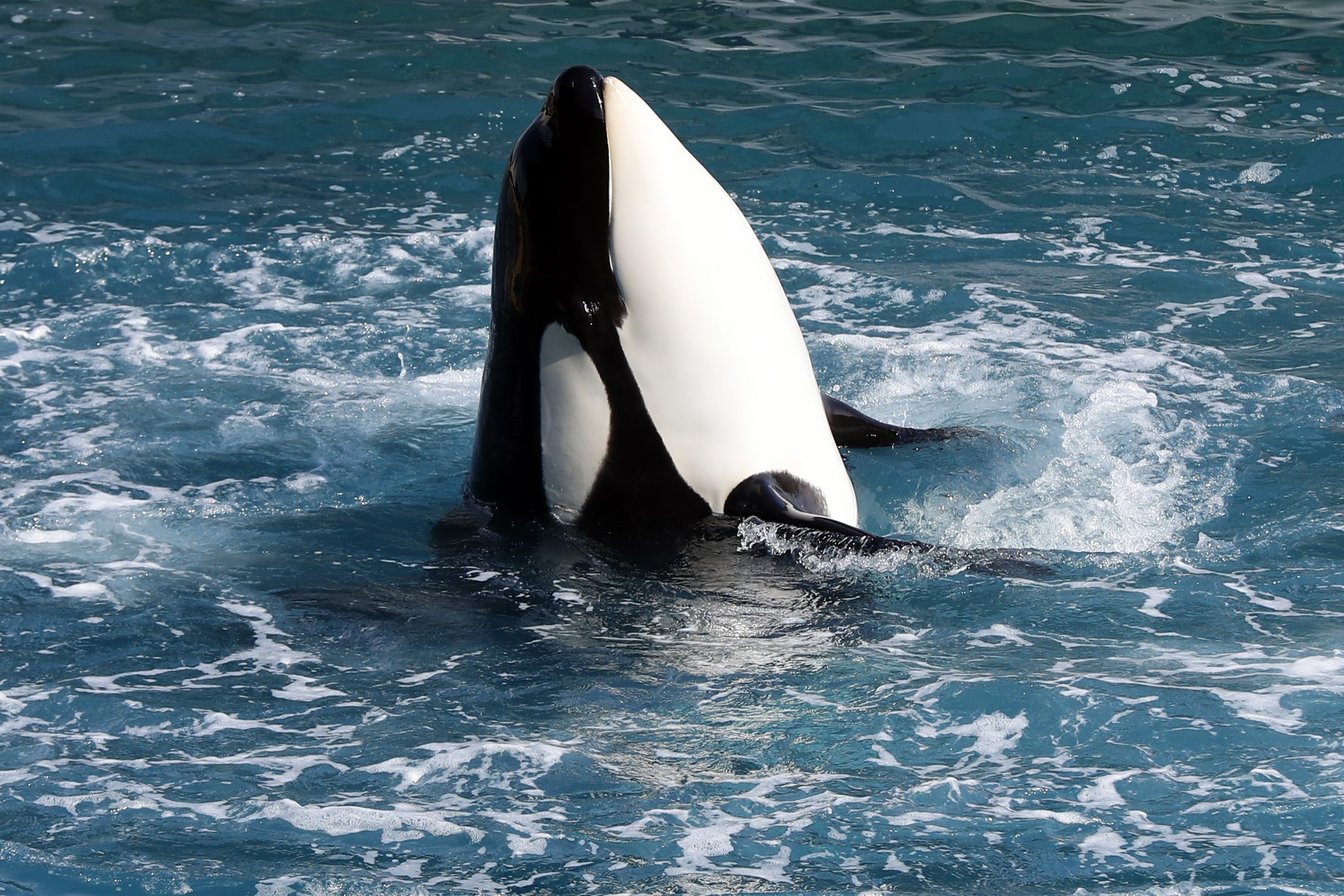 Orcas partilham traços de personalidade com humanos e chimpanzés