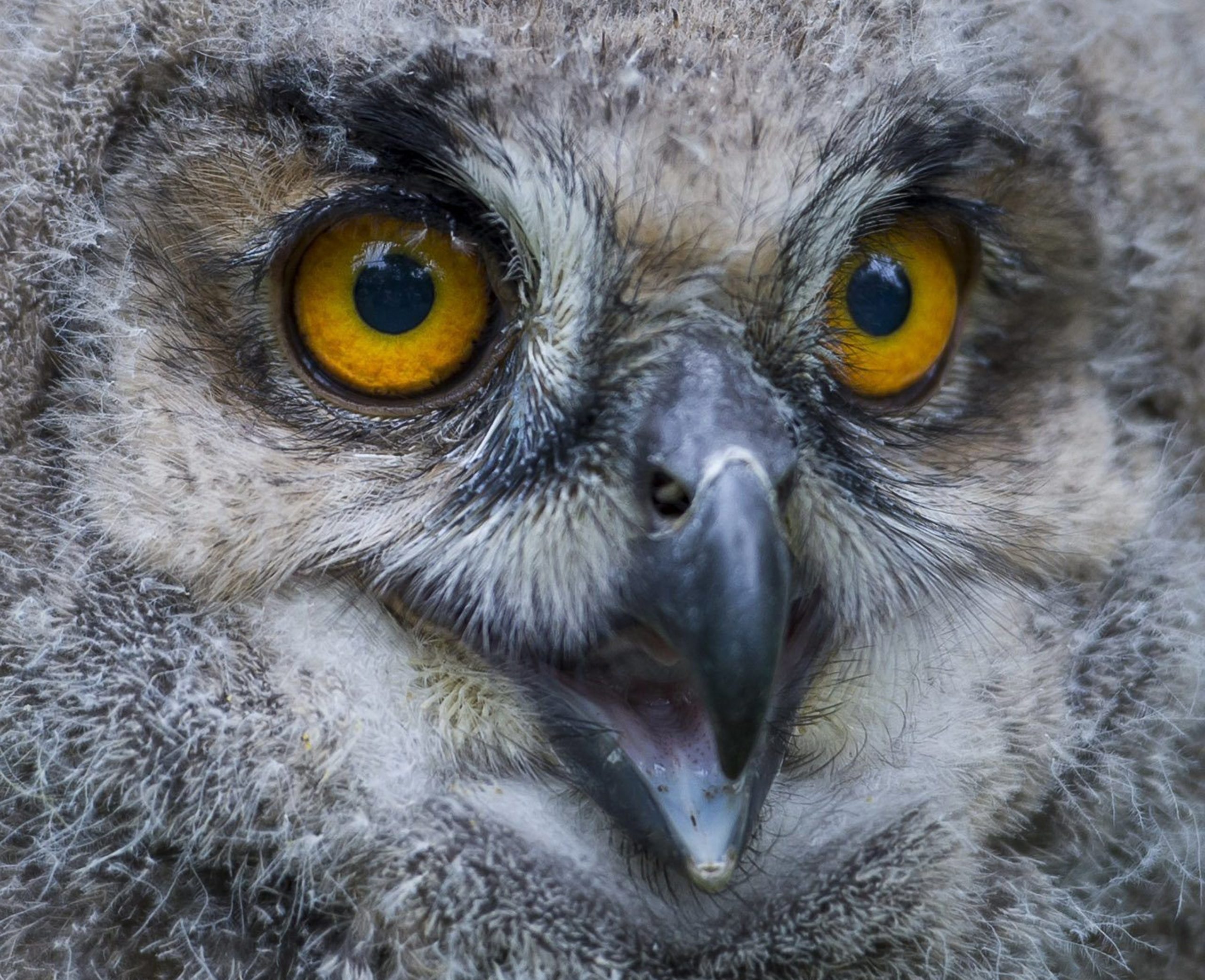 Centros de recuperação da associação Quercus receberam 1.261 animais em 2023