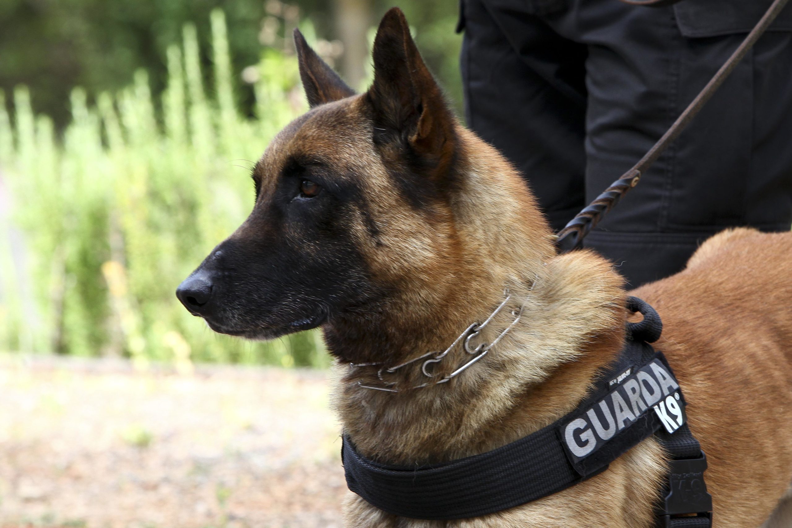 48 cães vão custar mais de 220 mil euros à polícia