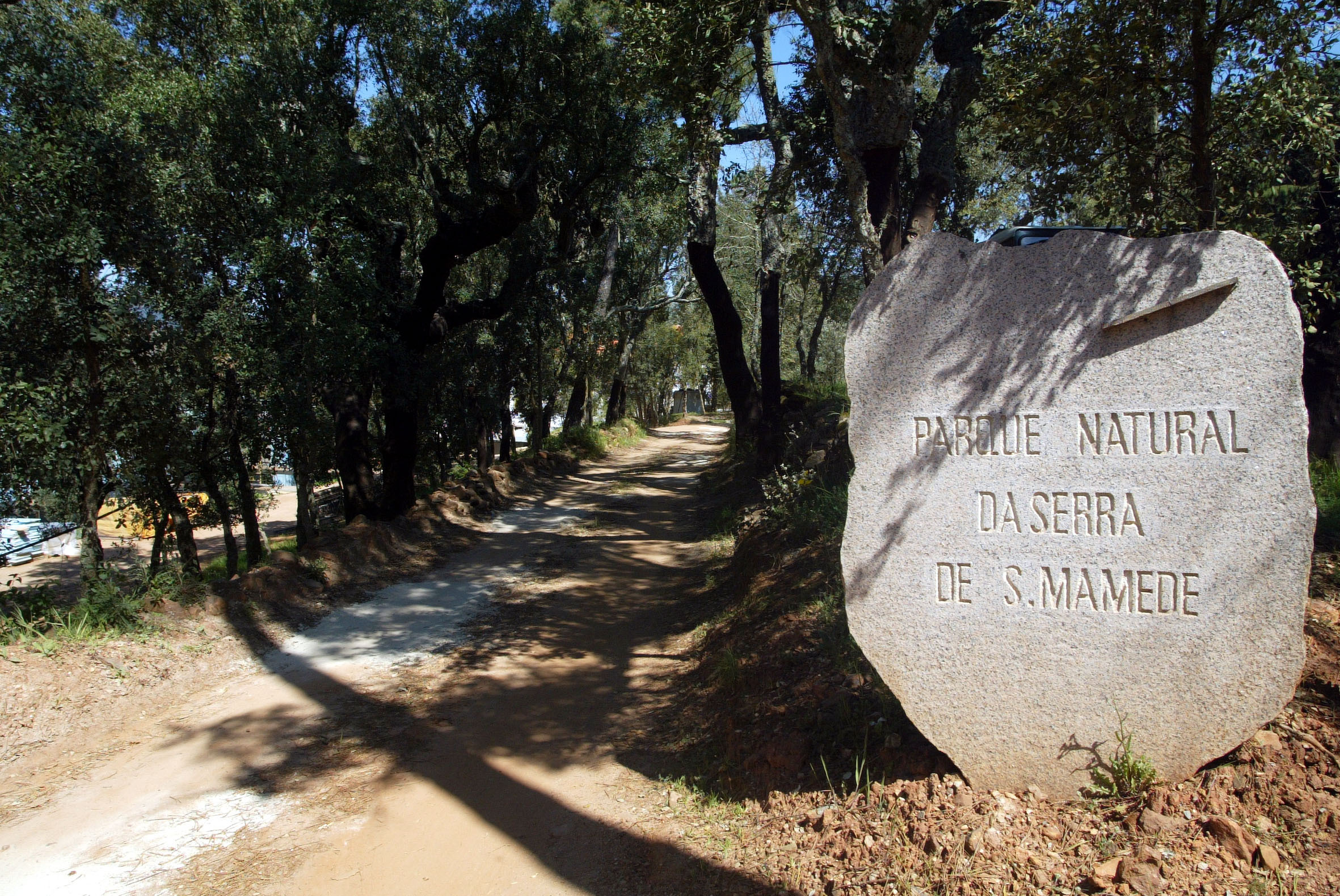 Estudo defende abate de 40 freixos centenários em Marvão