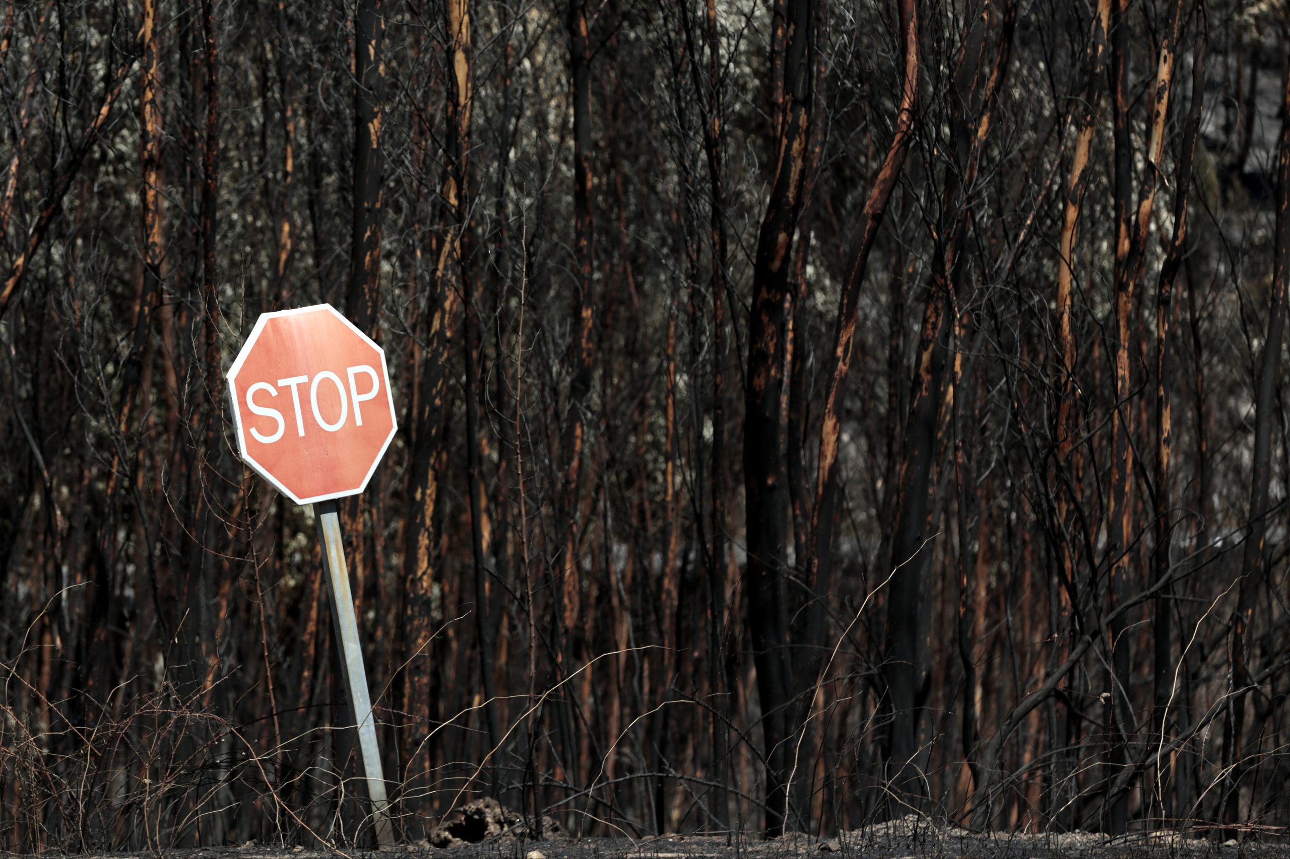 Rever proteção civil é a primeira missão do observatório independente para análise dos incêndios