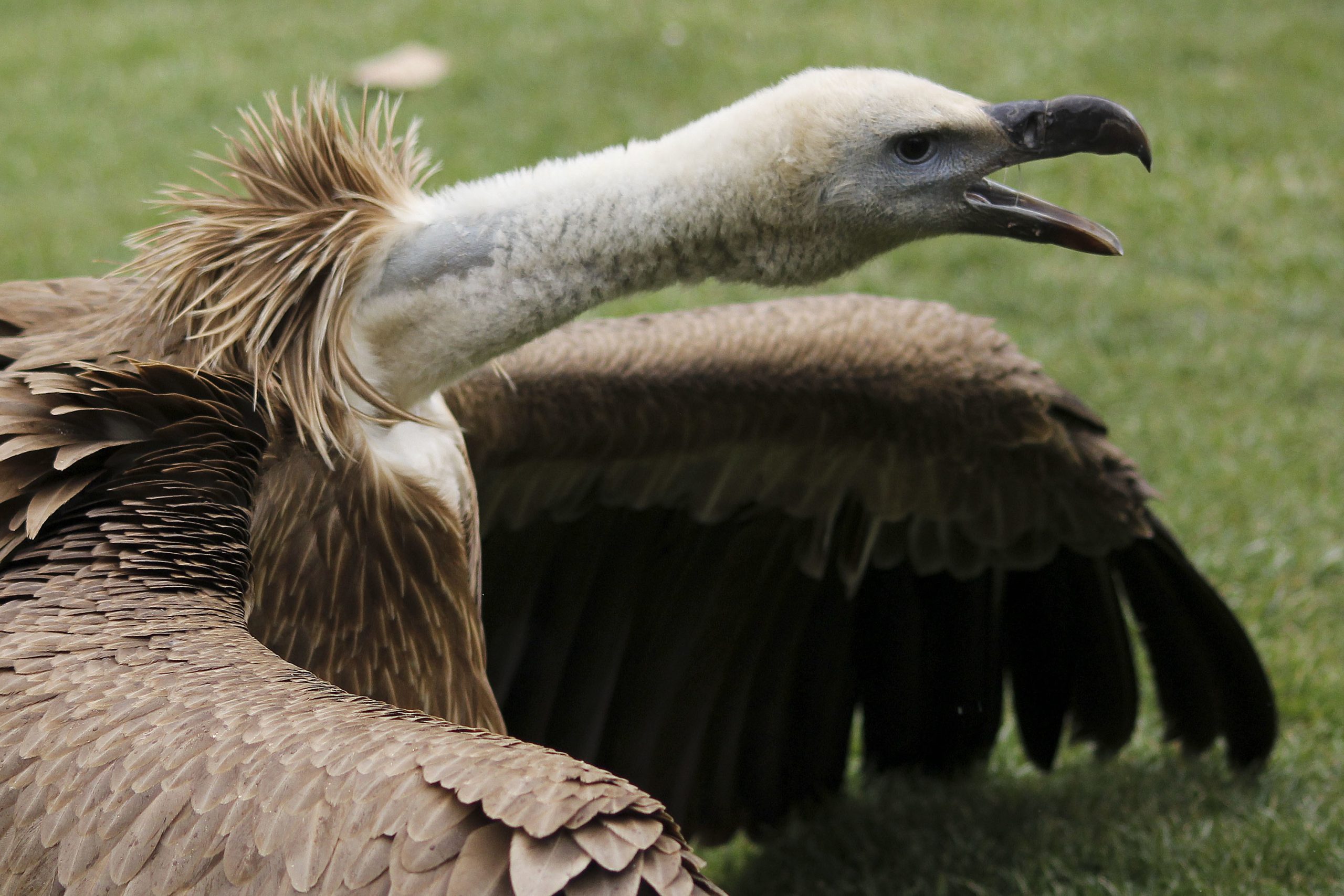 Grifo e milhafre-real serão devolvidos à natureza no Douro Internacional