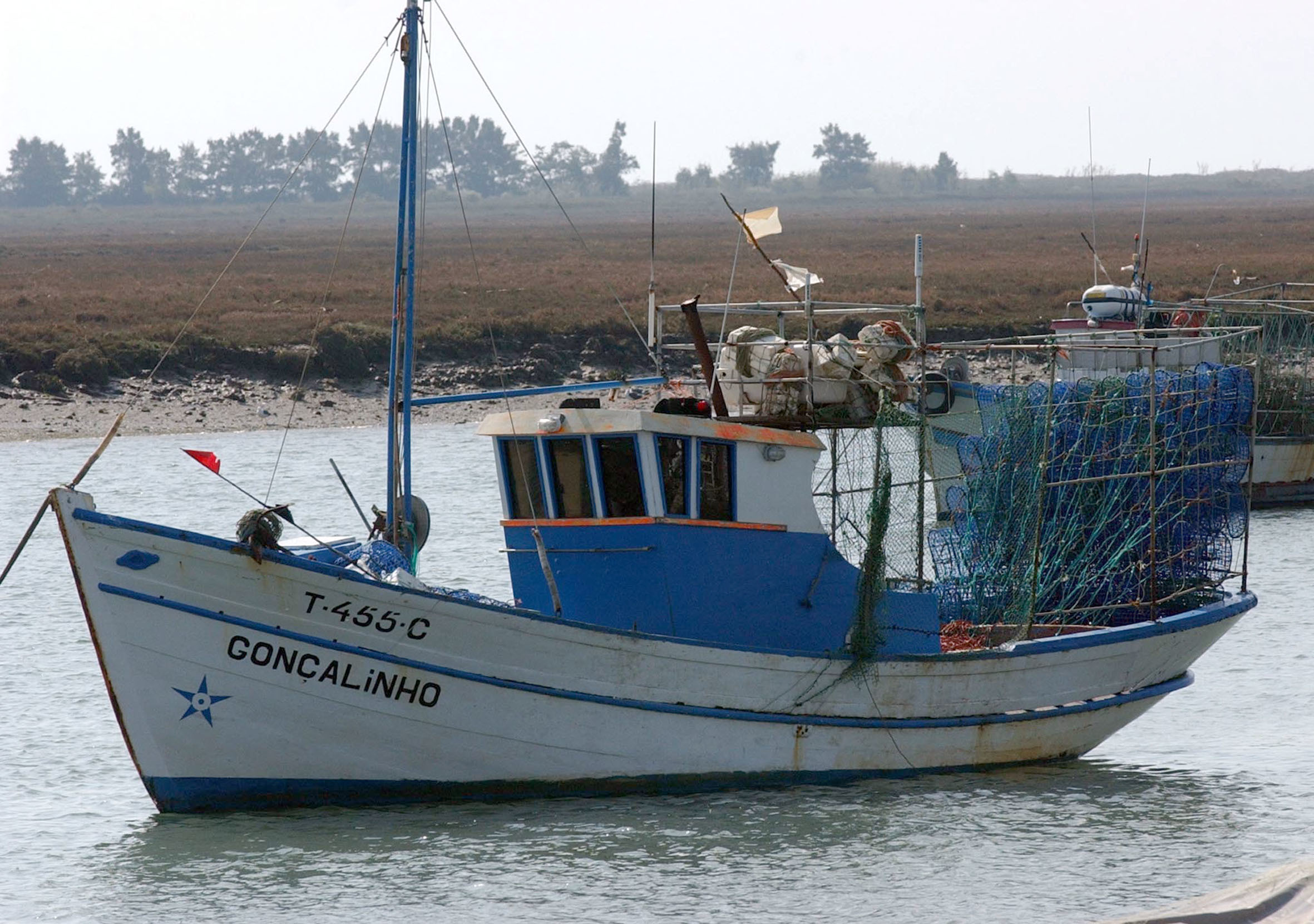 Pescadores de polvo do Algarve defendem paragem biológica para recuperar a espécie