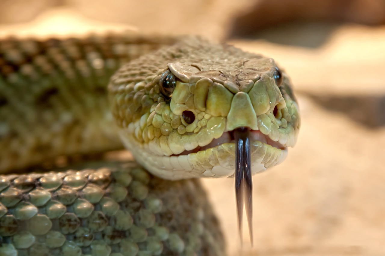 Médicos estão a testar ferramenta de IA para identificar cobras e melhorar tratamentos para mordidas no Sudão do Sul