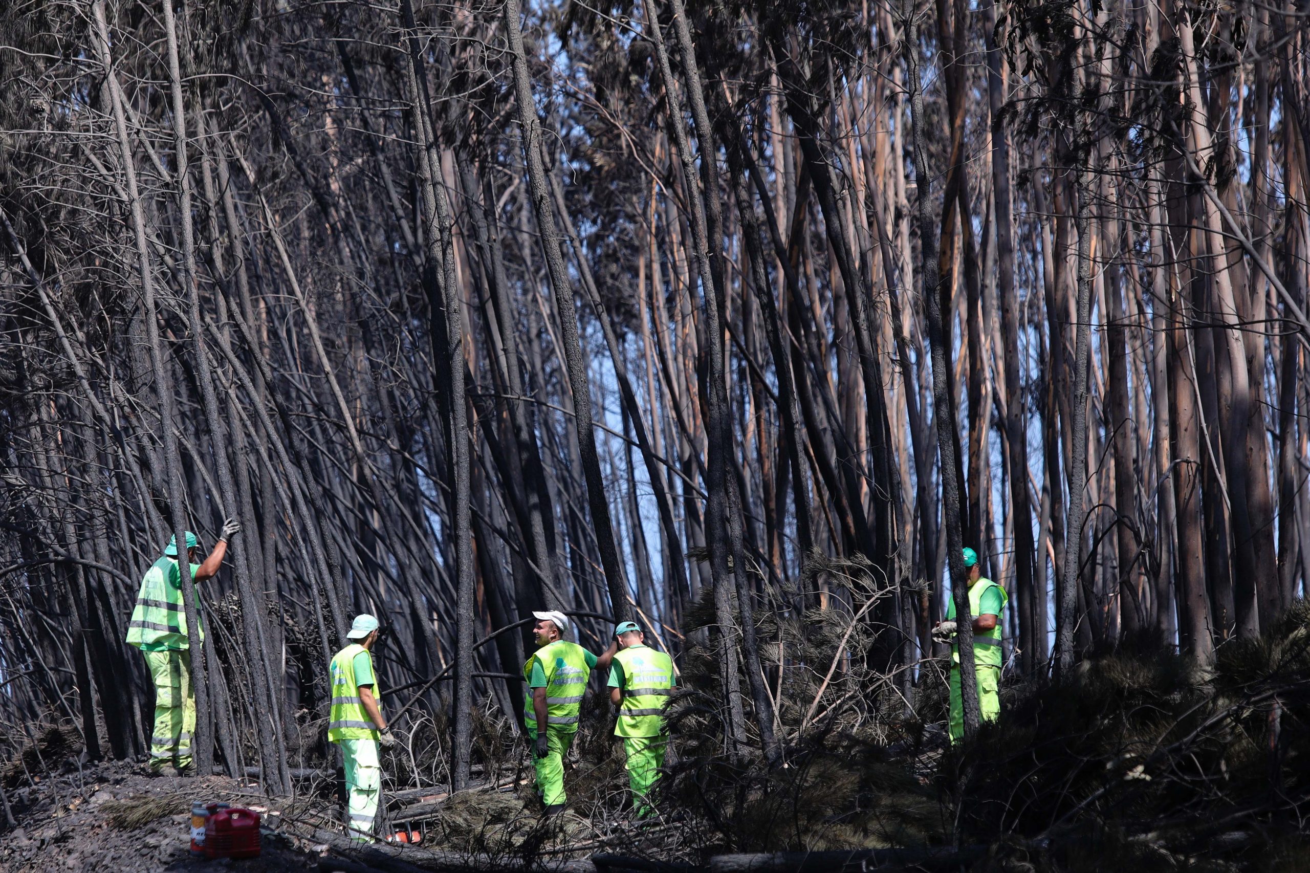 Incêndios: Barcelos sensibiliza mais de 700 proprietários para limpeza de matas