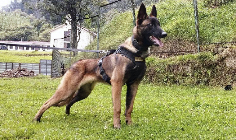 Wilson ajudou no resgate das crianças na selva e continua perdido, mas já foi avistado duas vezes