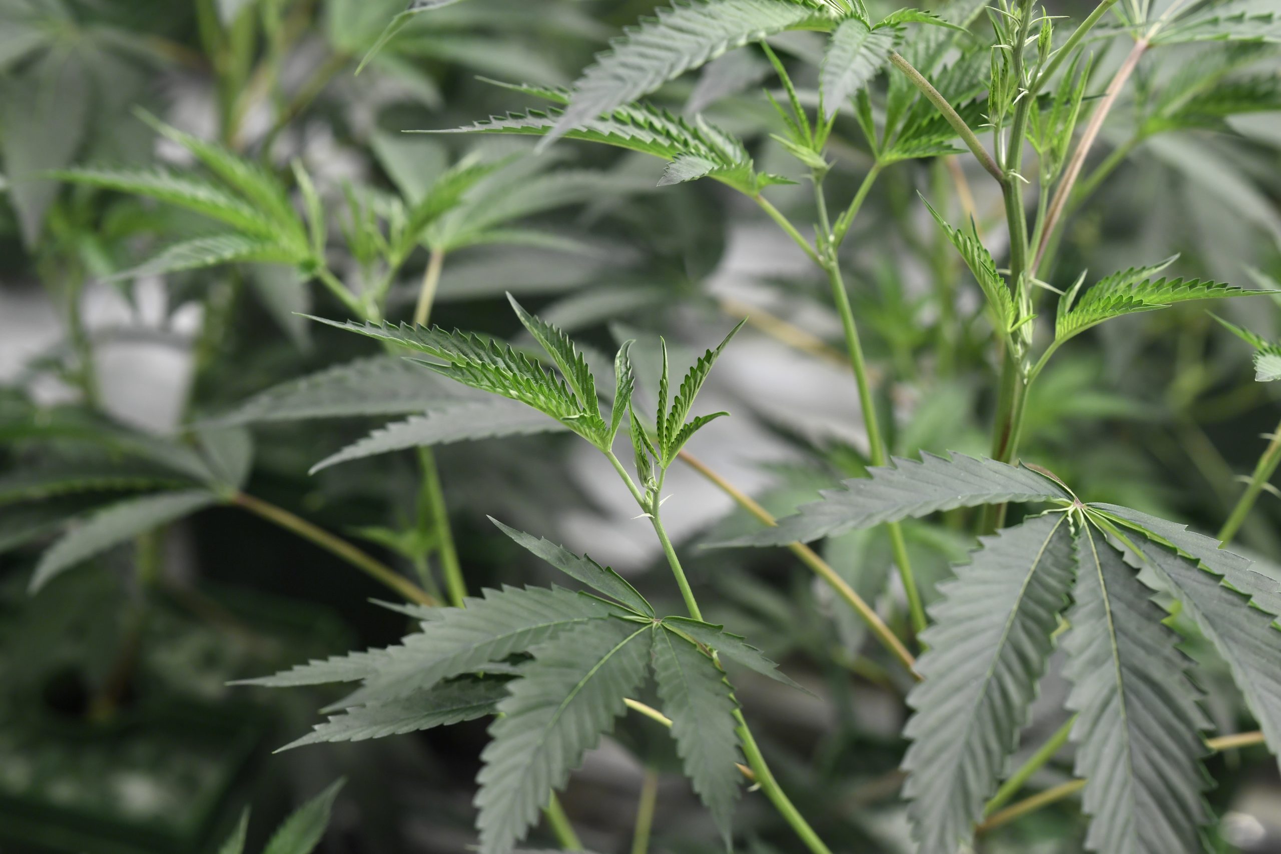 Canábis: Uso da planta é “deixar doentes abandonados à sua sorte”, dizem farmacêuticos