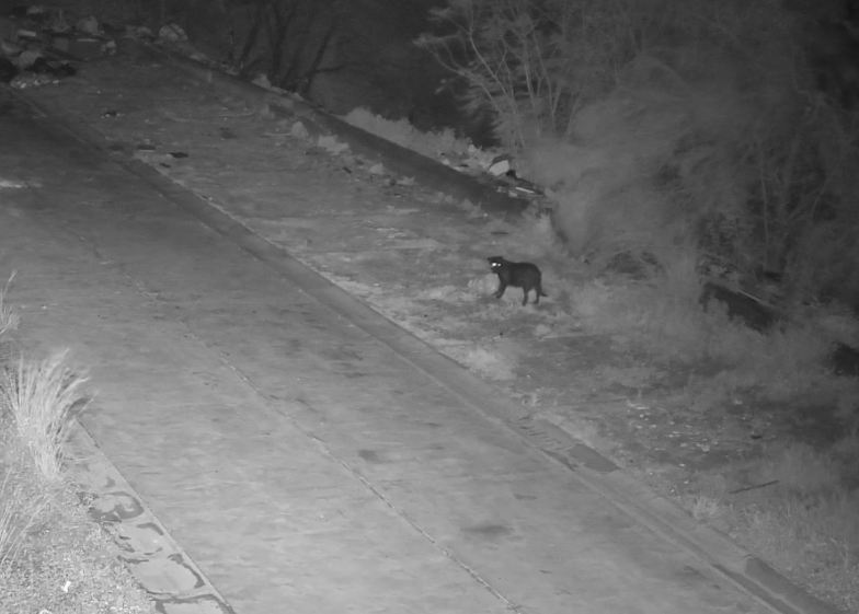 Sicília. Homem treinou cão para despejar lixo ilegalmente e fugir às câmaras