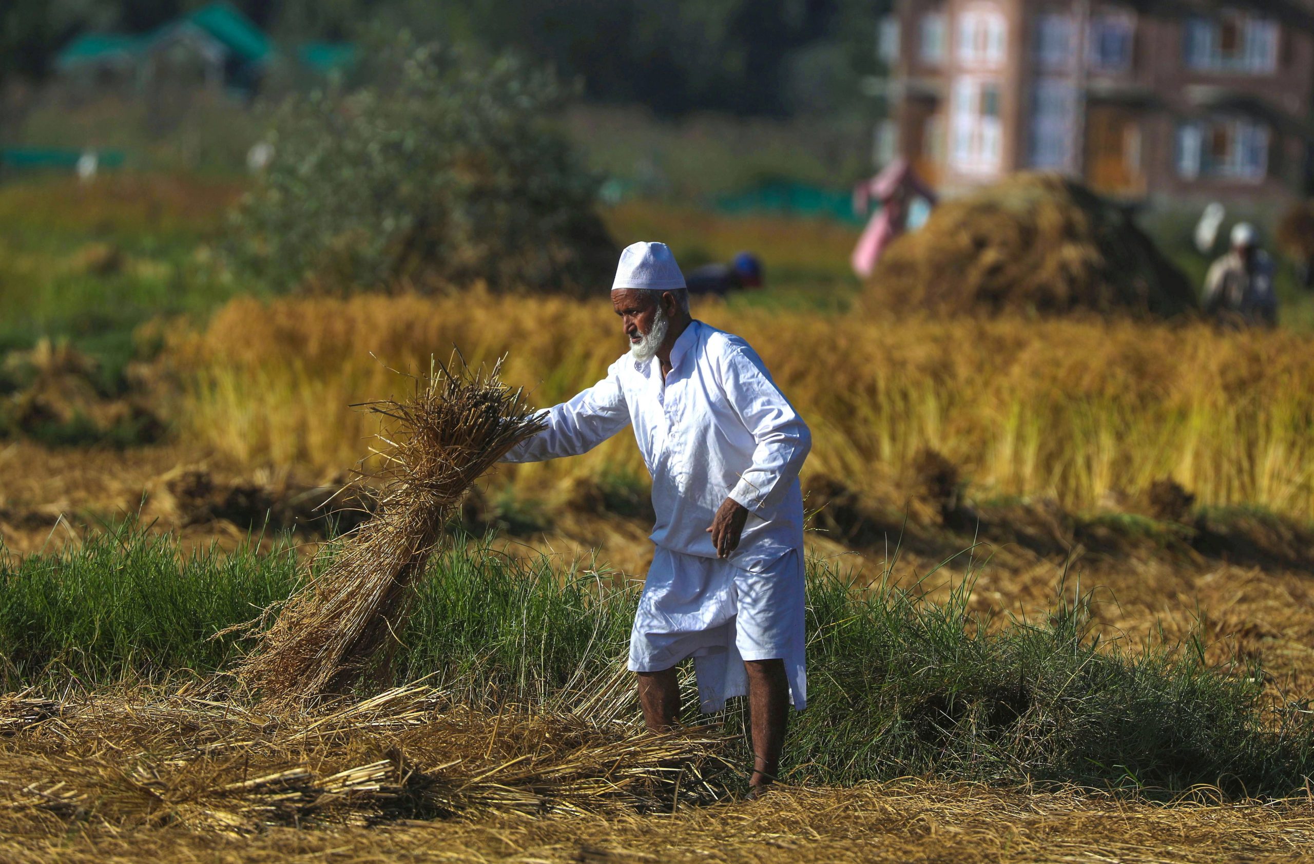 Altos preços do arroz na Índia mostram como clima vai influenciar abastecimento mundial