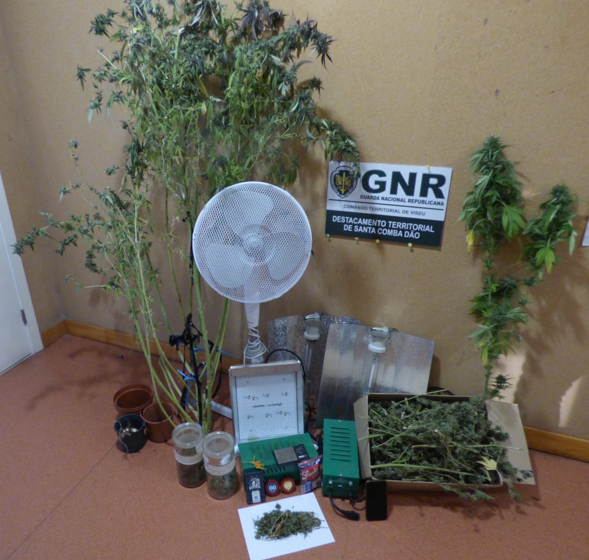 Homem detido em Tondela por cultivo e tráfico de droga