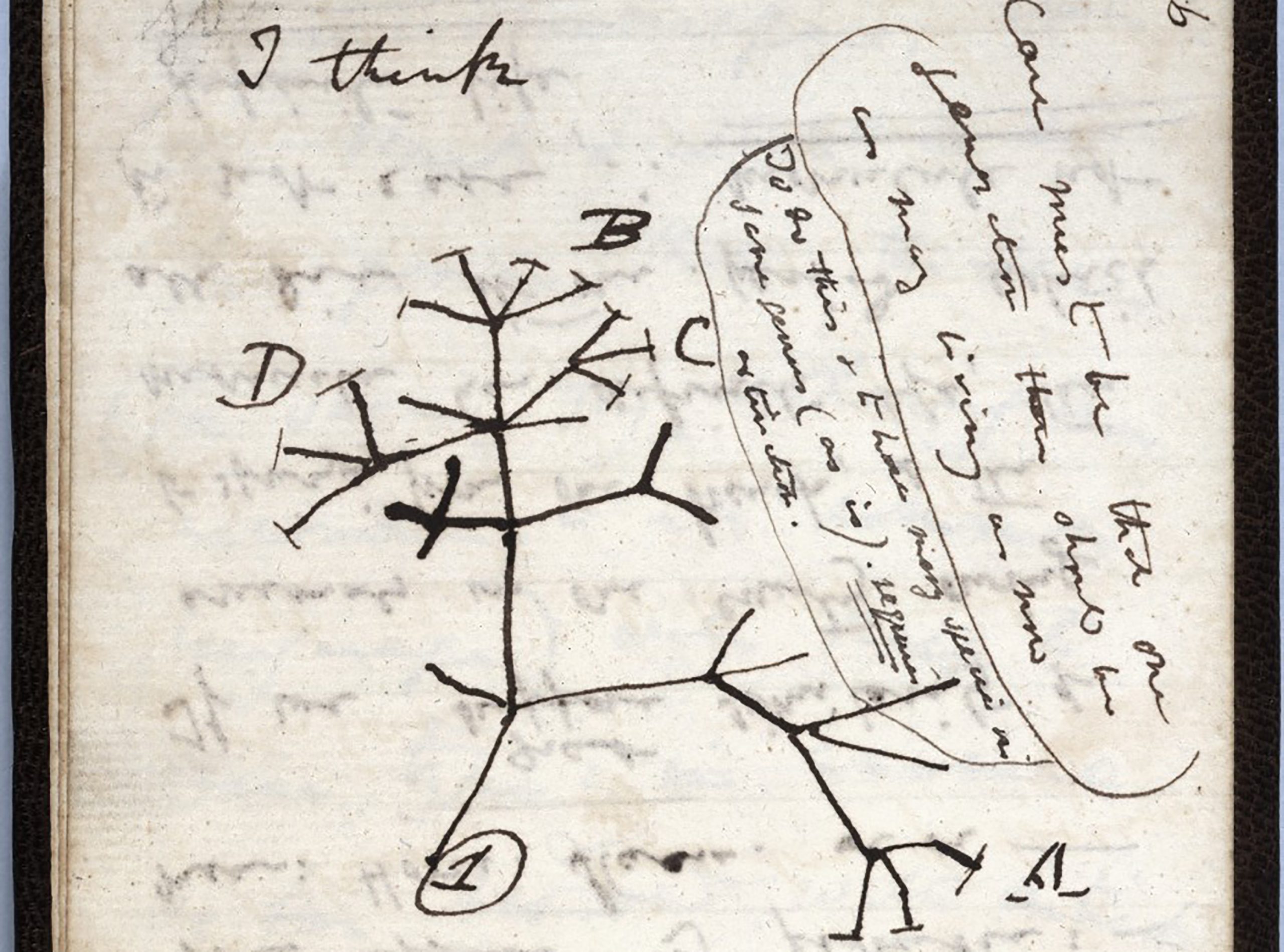 Universidade de Cambridge denuncia roubo de dois cadernos de Charles Darwin