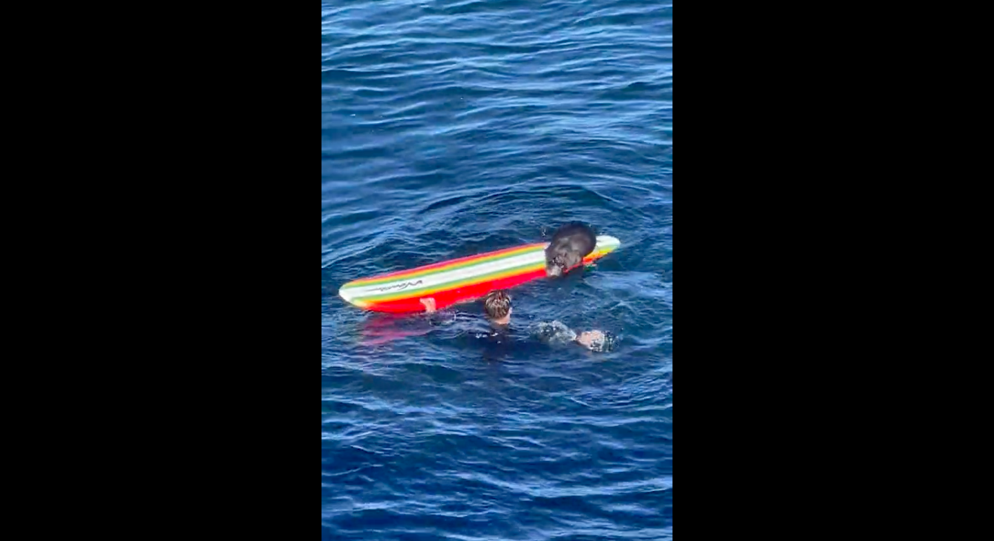 Boardjacking? Existe uma lontra especialista na Califórnia. Chama-se 841 e está a ser procurada pelas autoridades