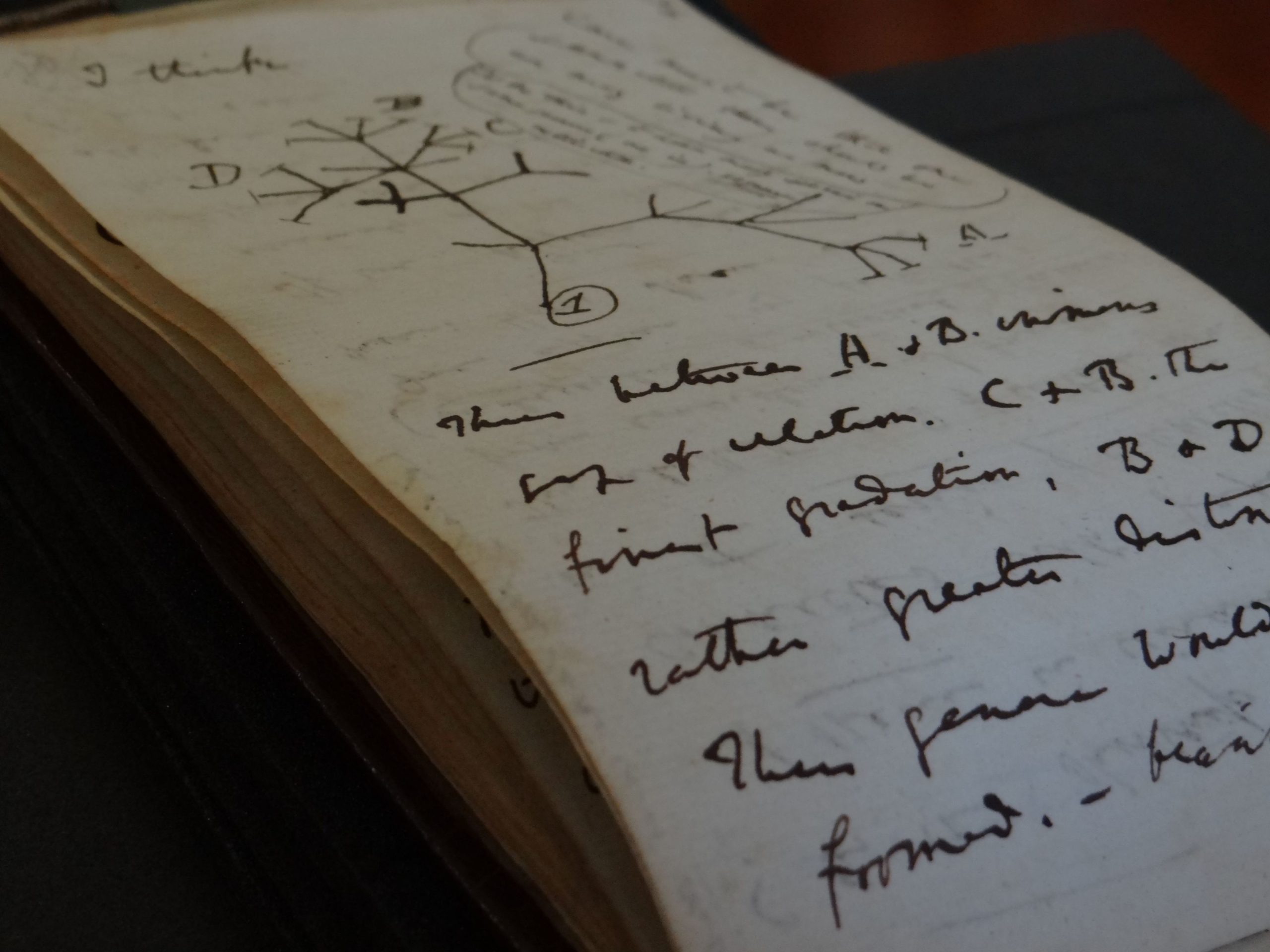 Manuscritos de Charles Darwin roubados voltaram a Cambridge. E com uma nota para o bibliotecário