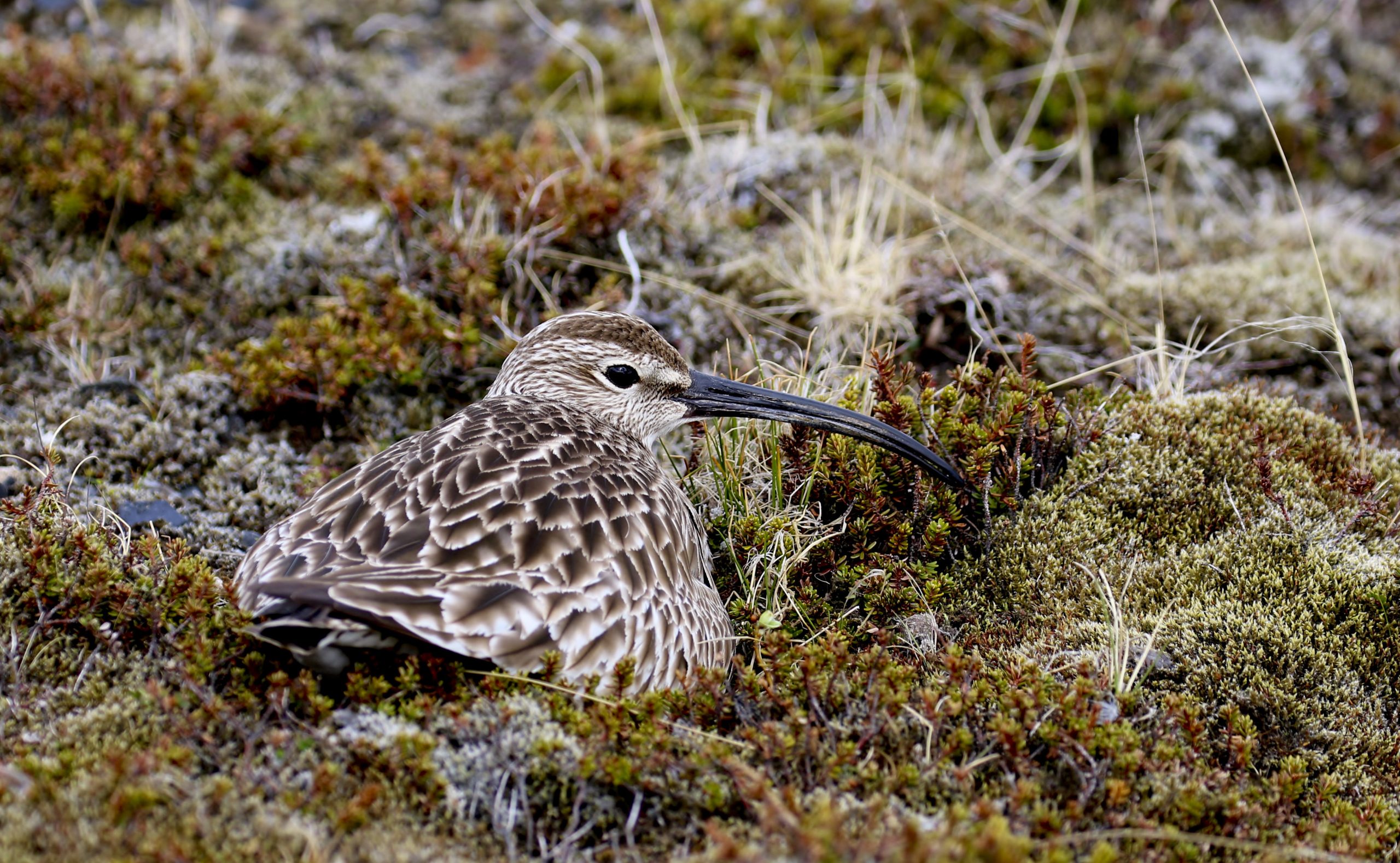Há 38 aves que nos podem ensinar alguma coisa sobre as alterações climáticas