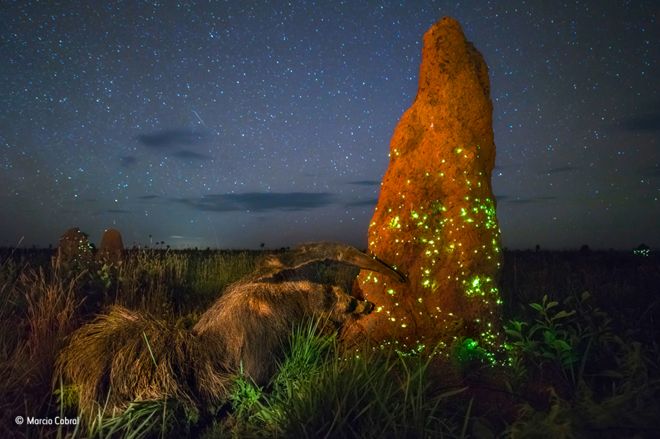 Papa-formigas empalhado leva fotógrafo a perder prémio internacional de fotografia