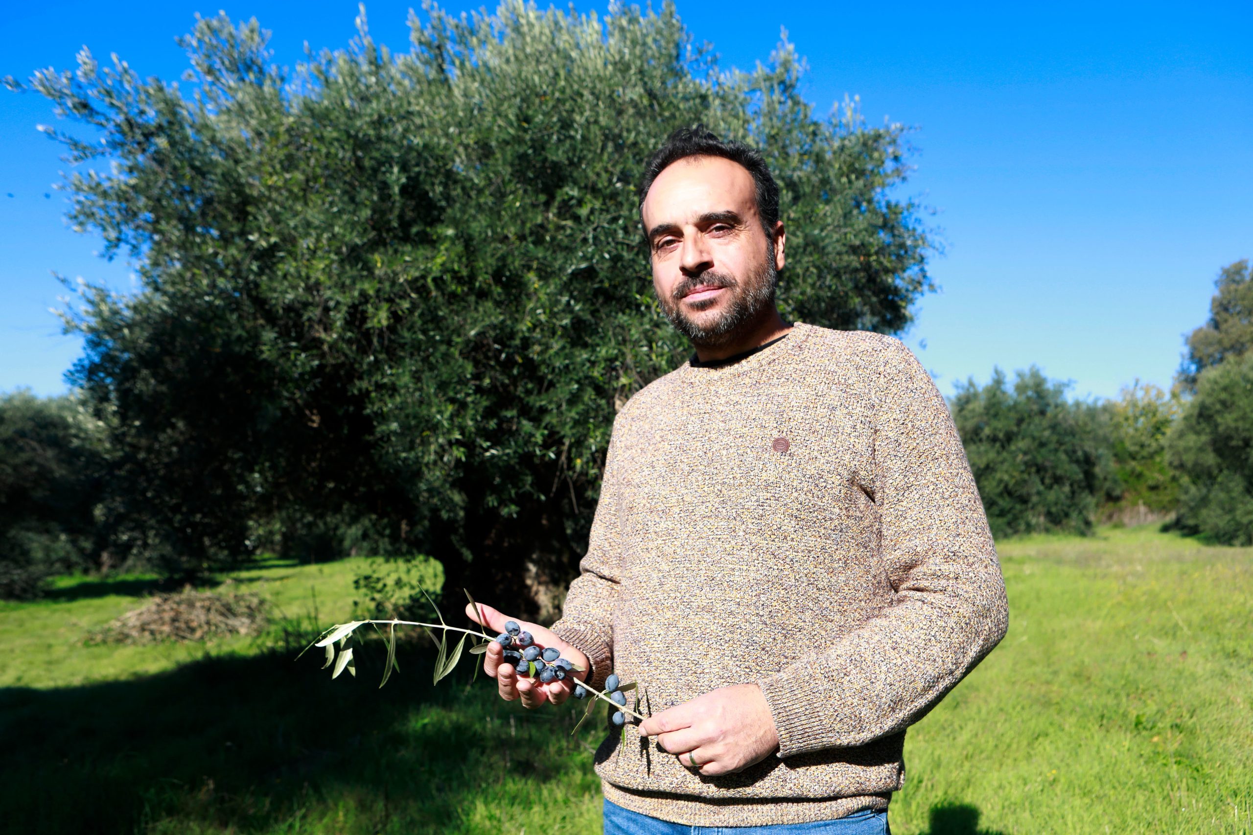 Oliveiras milenares de Idanha-a-Velha na origem de projeto de oleoturismo