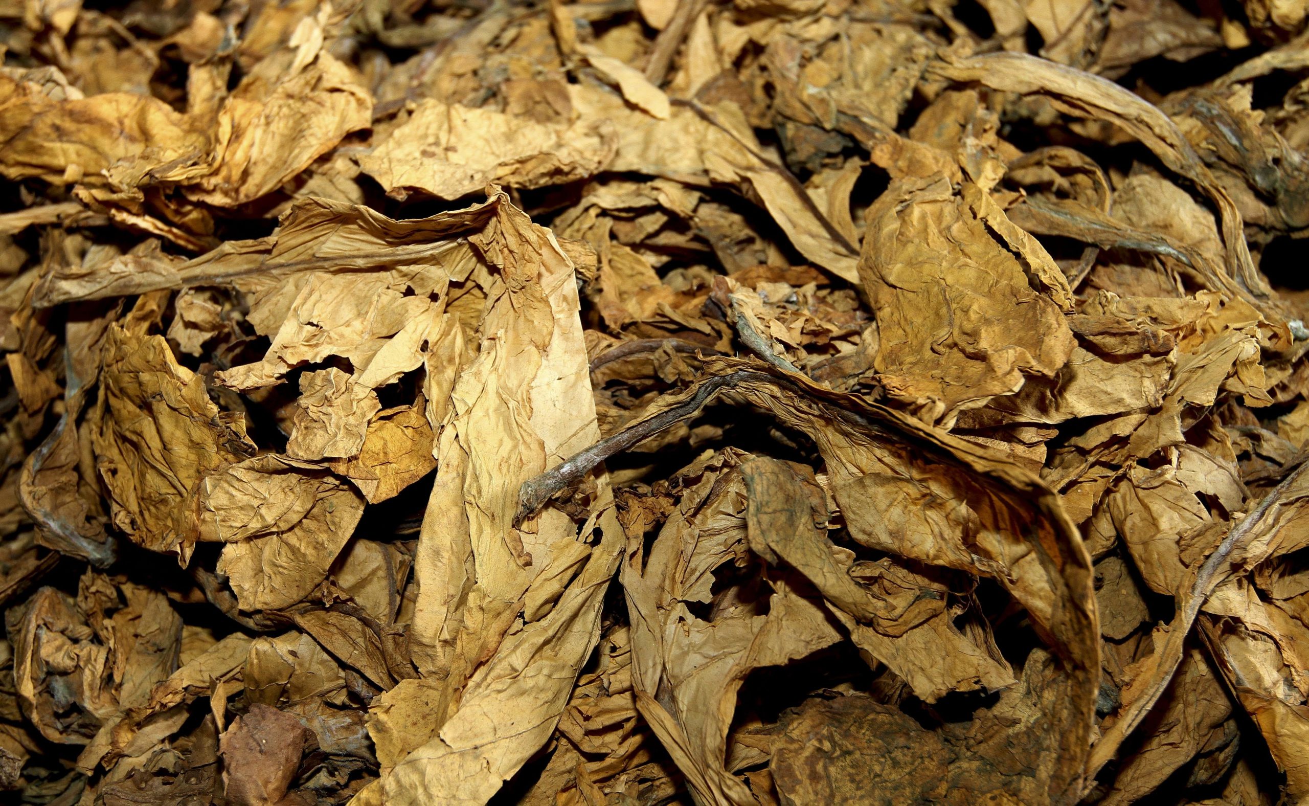 GNR apreende 400 quilogramas de folha de tabaco avaliados em 90 mil euros