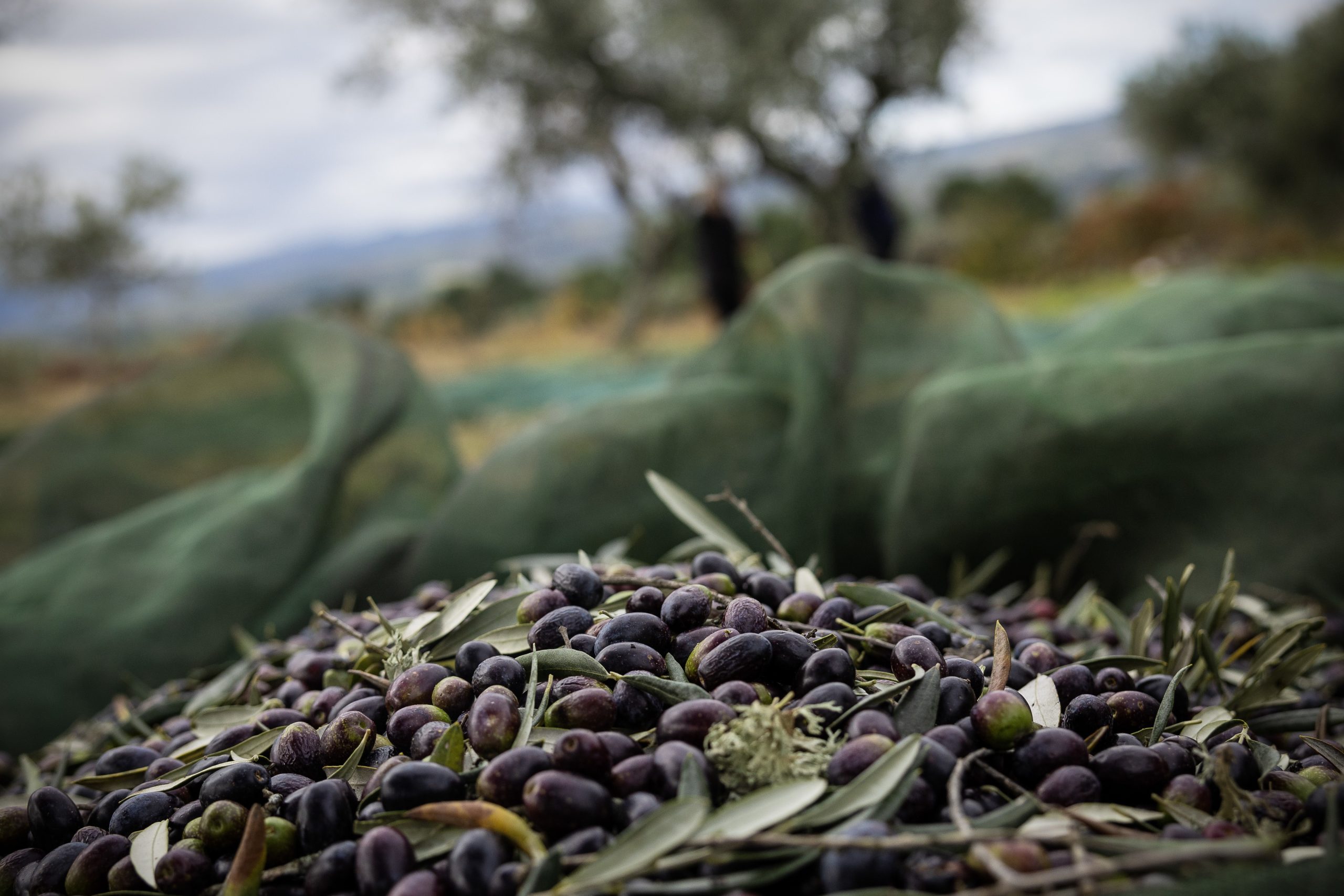 “Este ano melhorou bastante”. Colheita de azeitona poderá aumentar entre 10 a 15% em Trás-os-Montes