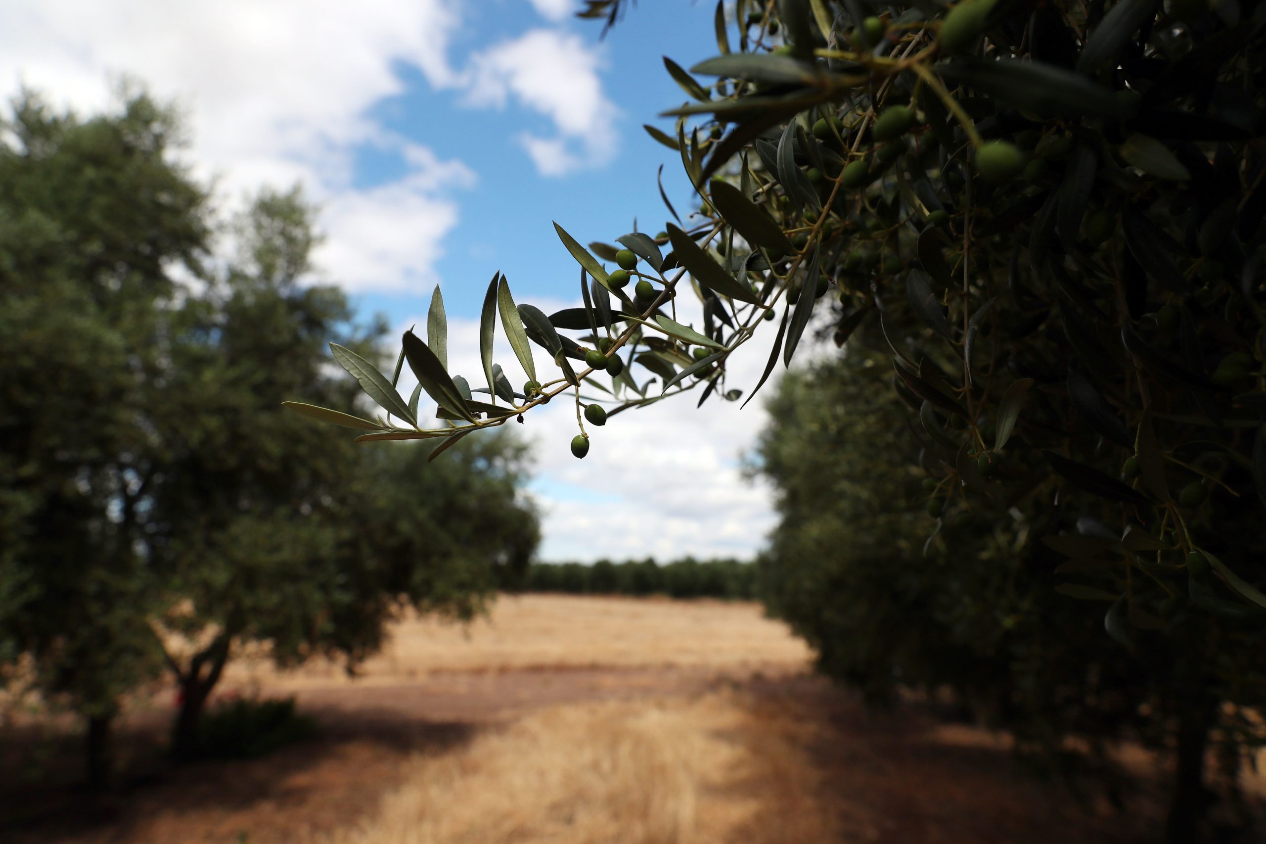 Prazo para candidaturas de agricultores a apoios ao investimento termina hoje