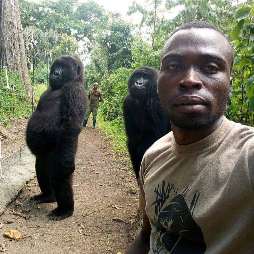 Gorilas posam para a fotografia com guarda florestal na República Democrática do Congo