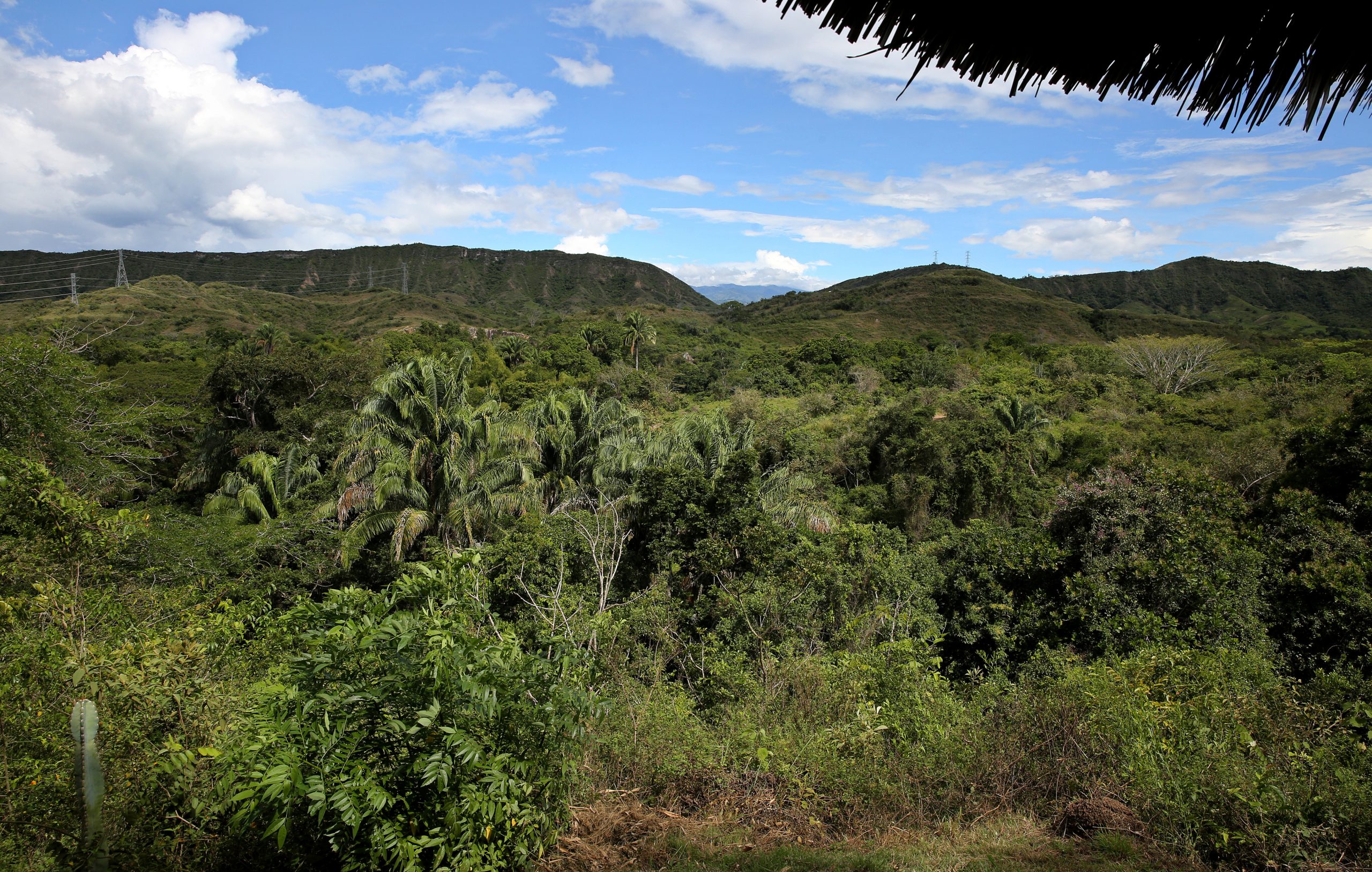 Desflorestação e alterações climáticas aumentam riscos de extinção nas zonas tropicais