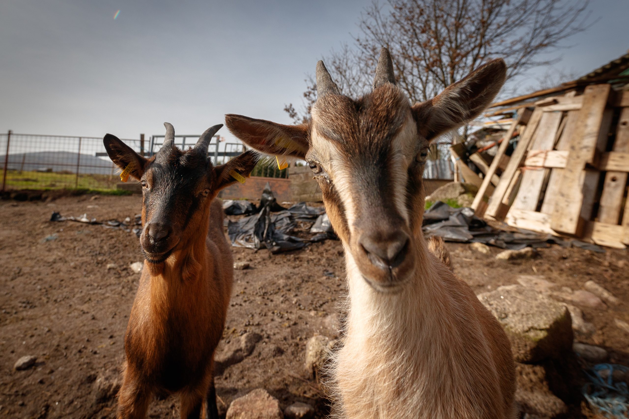 Na serra do Alvão, os pastores seguem pelo telemóvel as suas cabras e vacas com coleiras GPS