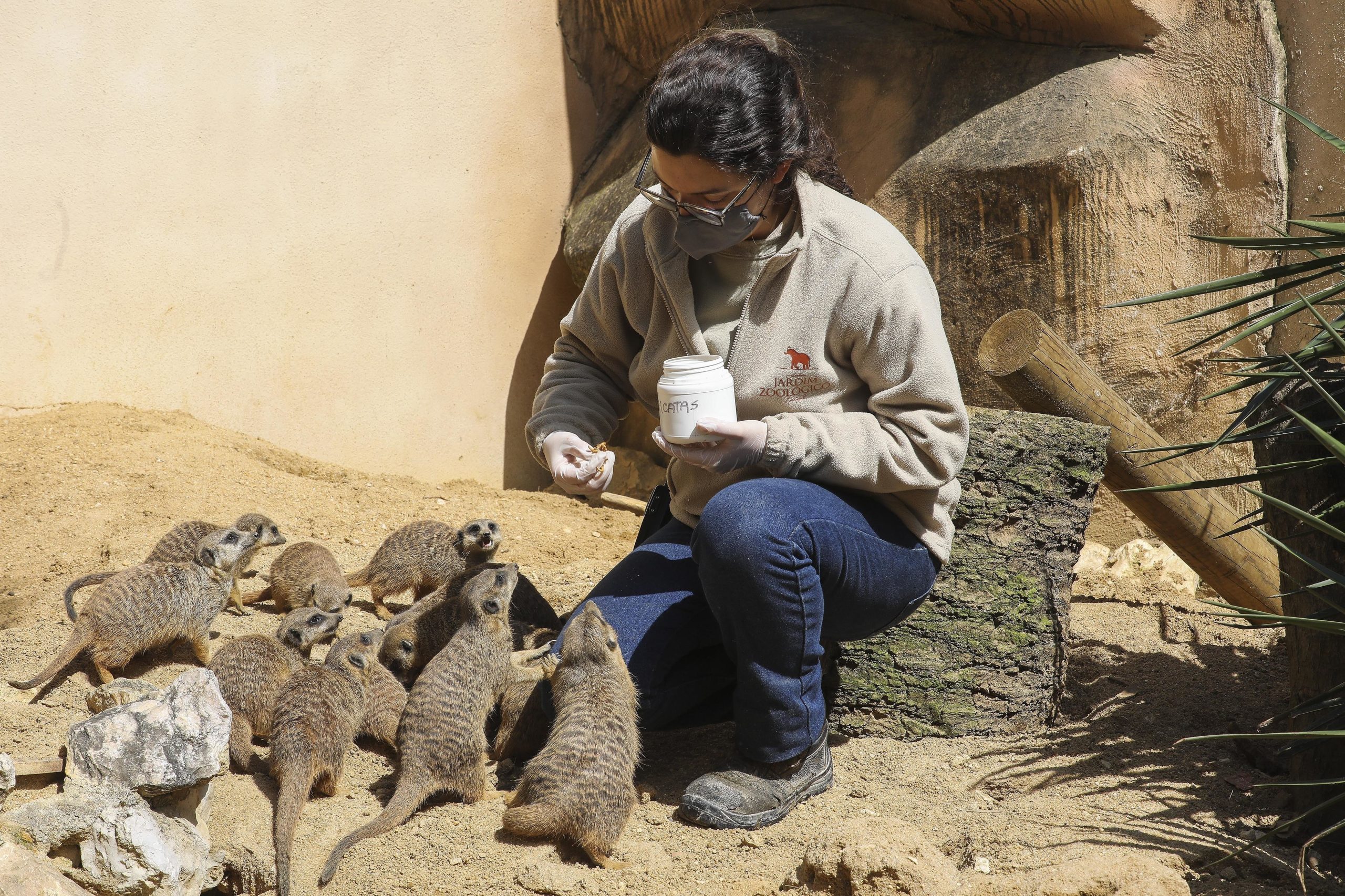 Jardim Zoológico de Lisboa reabre na sexta-feira mas “com regras diferentes”