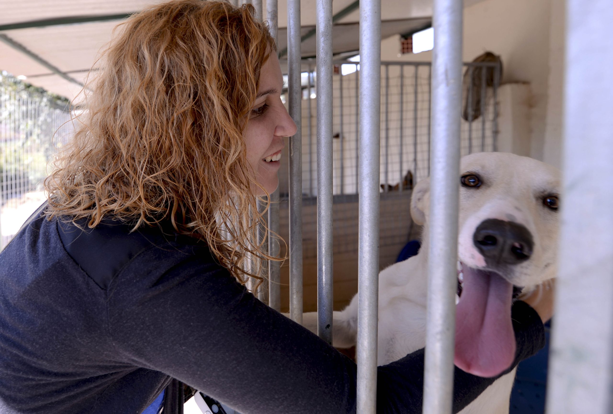 Governo dá 1 milhão para construção de canis mas não baixa IVA sobre a alimentação animal