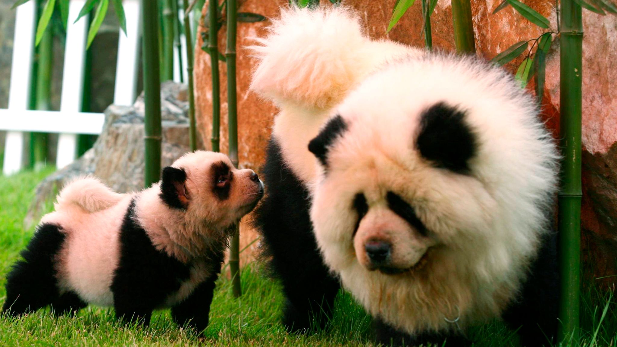 Zoo pinta cães para enganar visitantes dos pandas