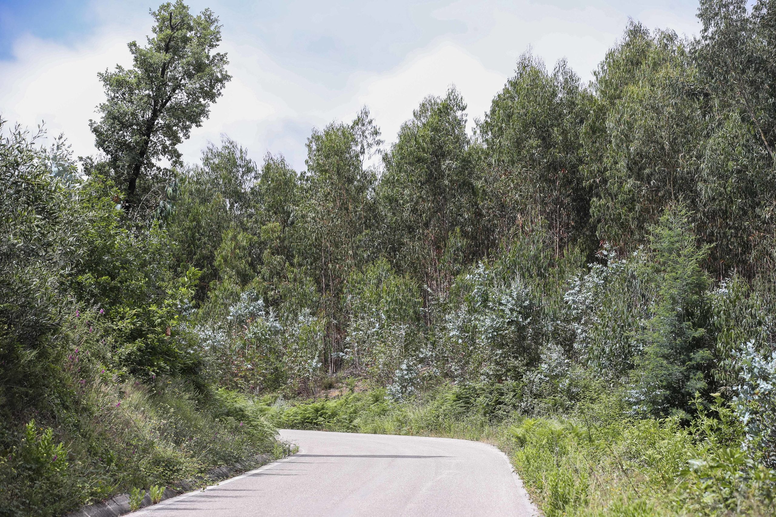 Já é possível plantar árvores mais perto dos limites dos terrenos