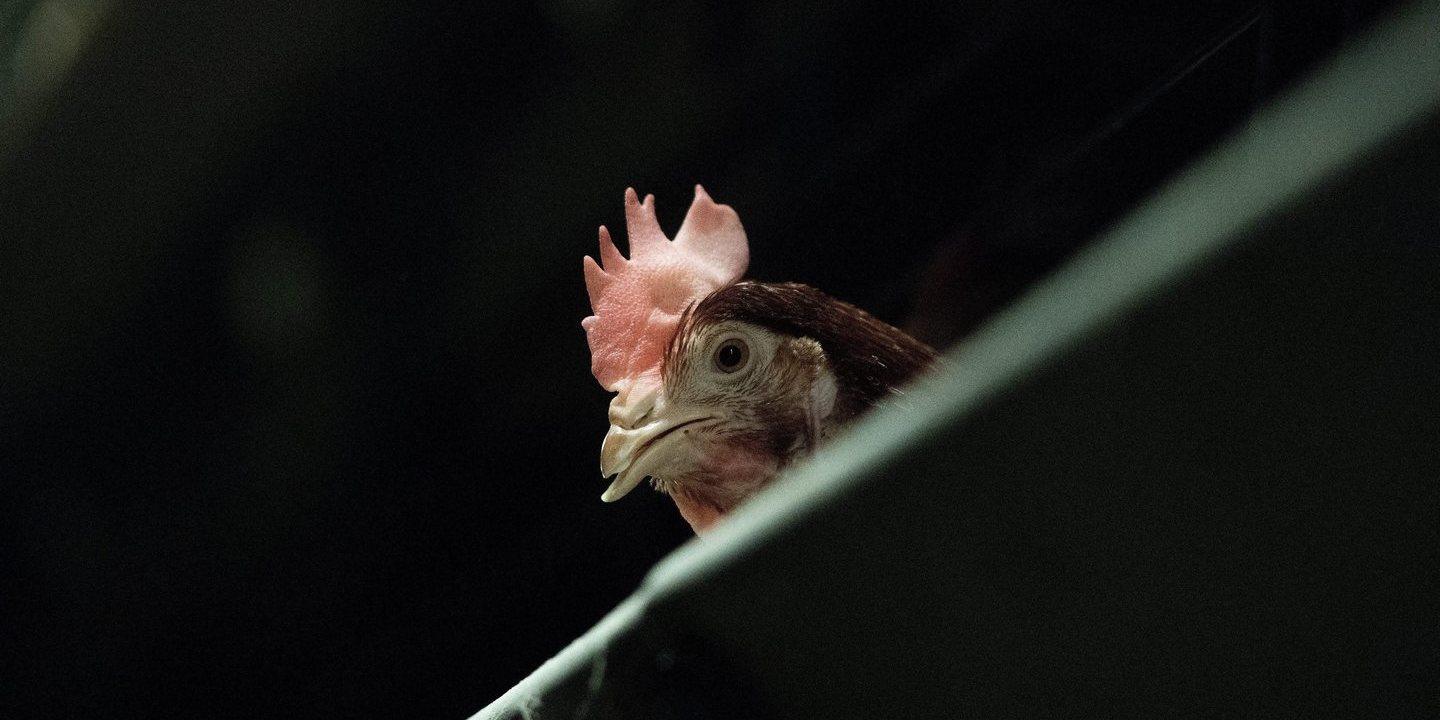 Hong Kong proíbe importação de frango de Santarém após casos de gripe aviária