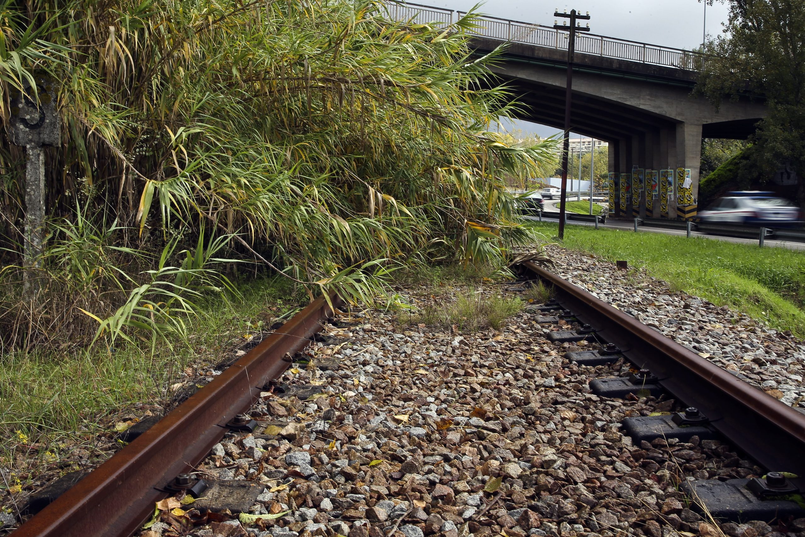 Câmara de Coimbra estabelece protocolo para Metro Mondego plantar 608 árvores