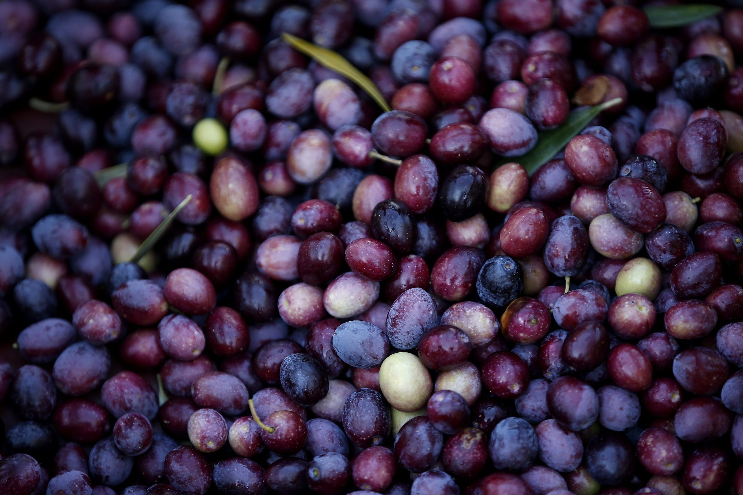 GNR detém quatro suspeitos de furto e apreende 150 quilos de azeitona em Vidigueira