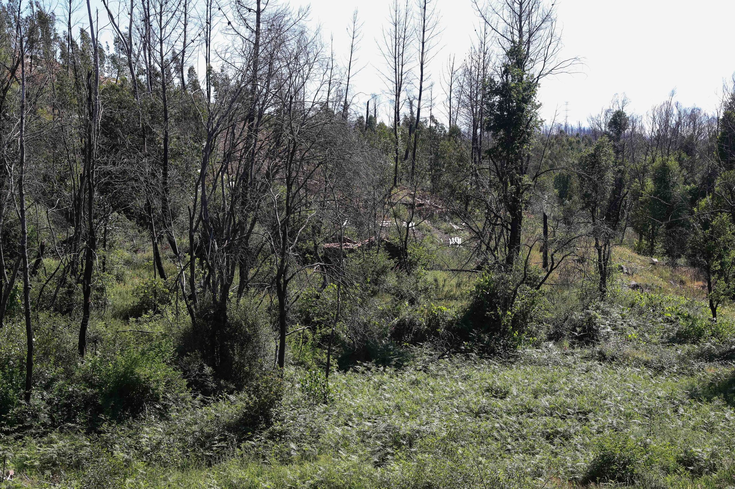 Três municípios candidataram-se este ano ao financiamento para limpeza da floresta