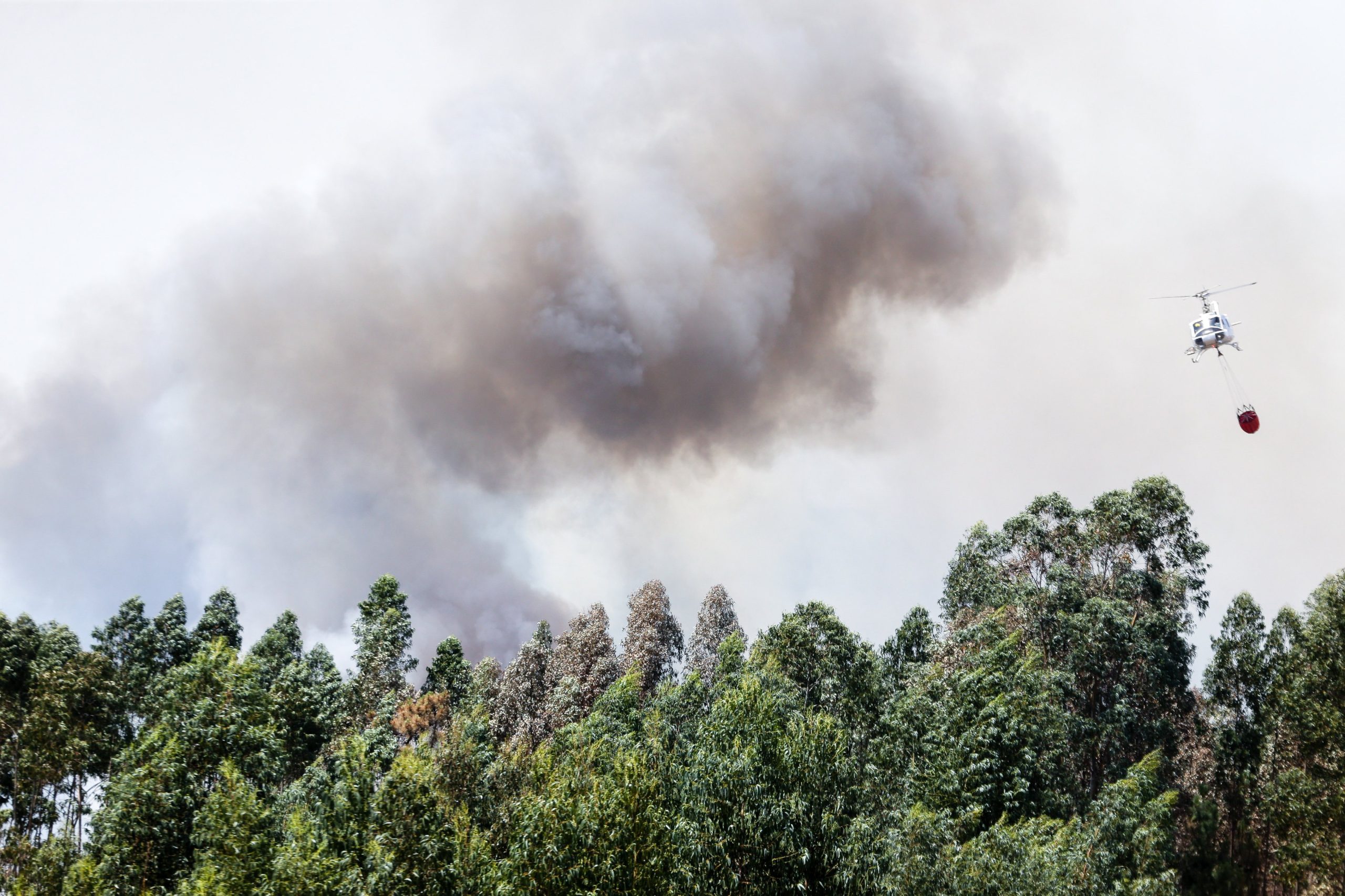 Incêndios: Administração Interna está ainda a analisar críticas da Proteção Civil